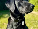 Labrador og Amerikansk Cocker spaniel (Cockerdor) - 4