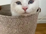 Smuk Ragdoll-hankat søger nyt kærligt hjem - 3