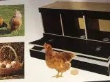 Hønse redekasse - 2
