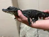 Vest Afrikansk dværg krokodille  - 3