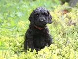 cockerdoodle, cockerpoo, doodle - 3