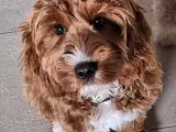 Cockapoo hvalpe (cocker spaniel og puddel)