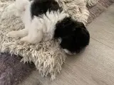 Hundehvalpe - 4