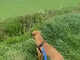 Han hund sælges..