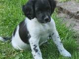 Engelsk springer spaniel