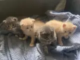 Maincoon/Ragdoll/BS - 3