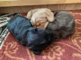 FT Cocker Spaniel hvalpe - 4