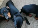 Gravhunde hvalpe  - 2