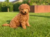  1 smuk mini Goldendoodle tilbage, doodle hvalpe - 2
