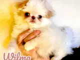 Japanese Chin hvalpe - 2