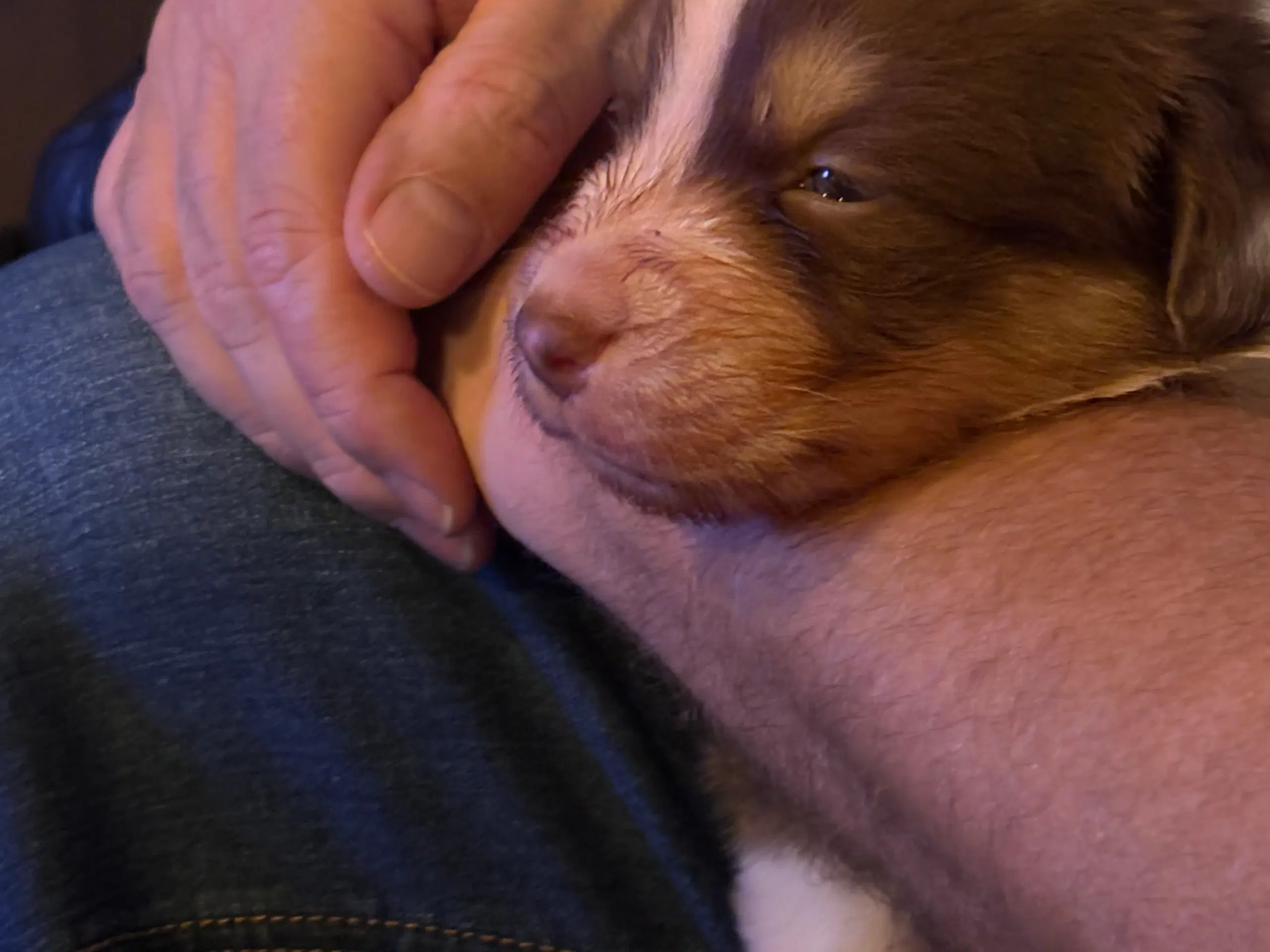 Australian Shepperd hvalpe