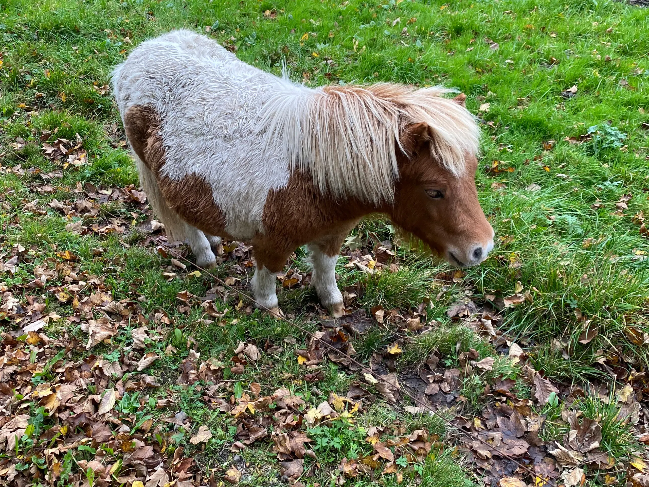 Shetslandspony en dreng 1 år gammel