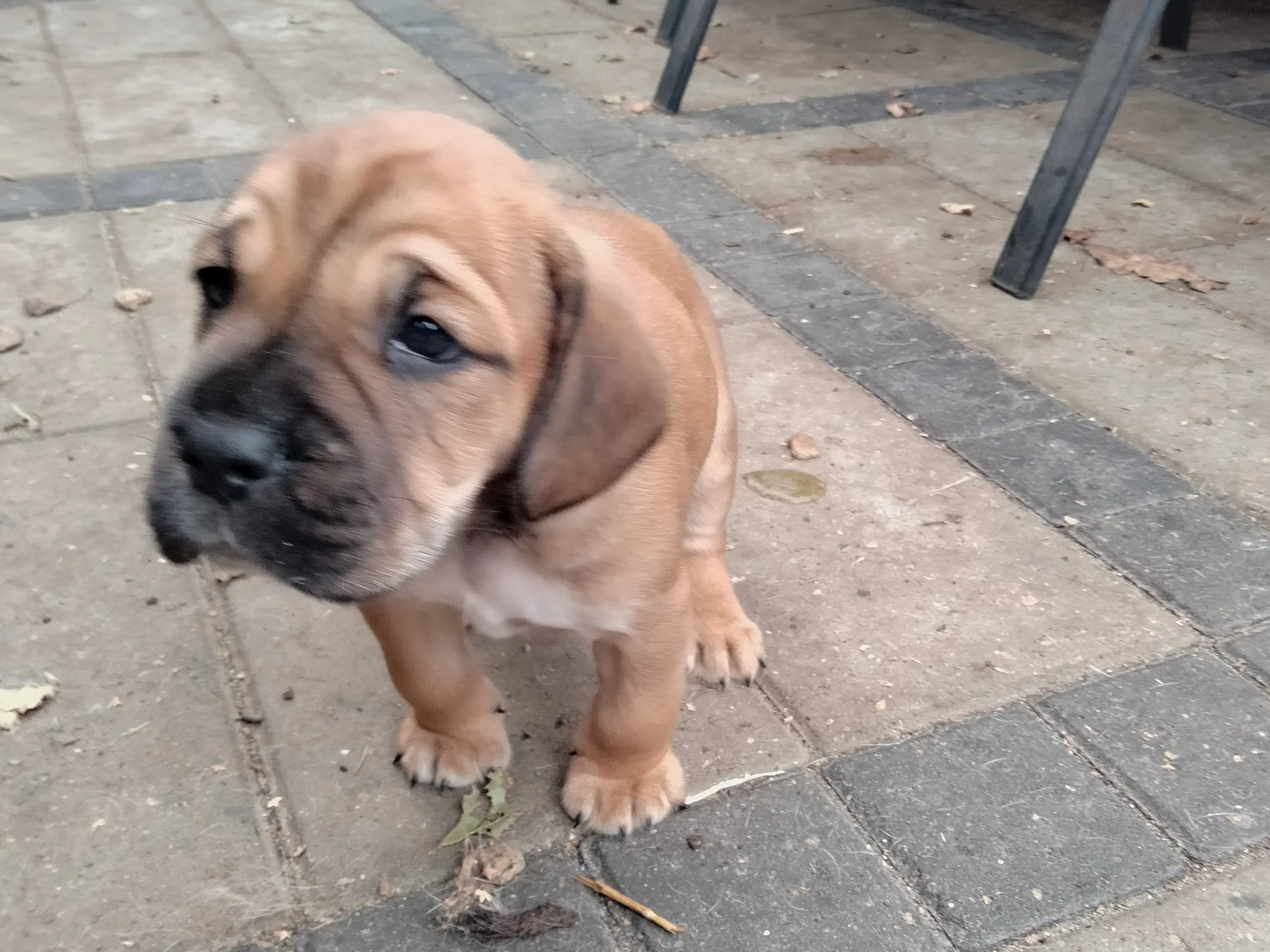 Engelsk bulldog/engelsk Cocker spaniel hvalpe