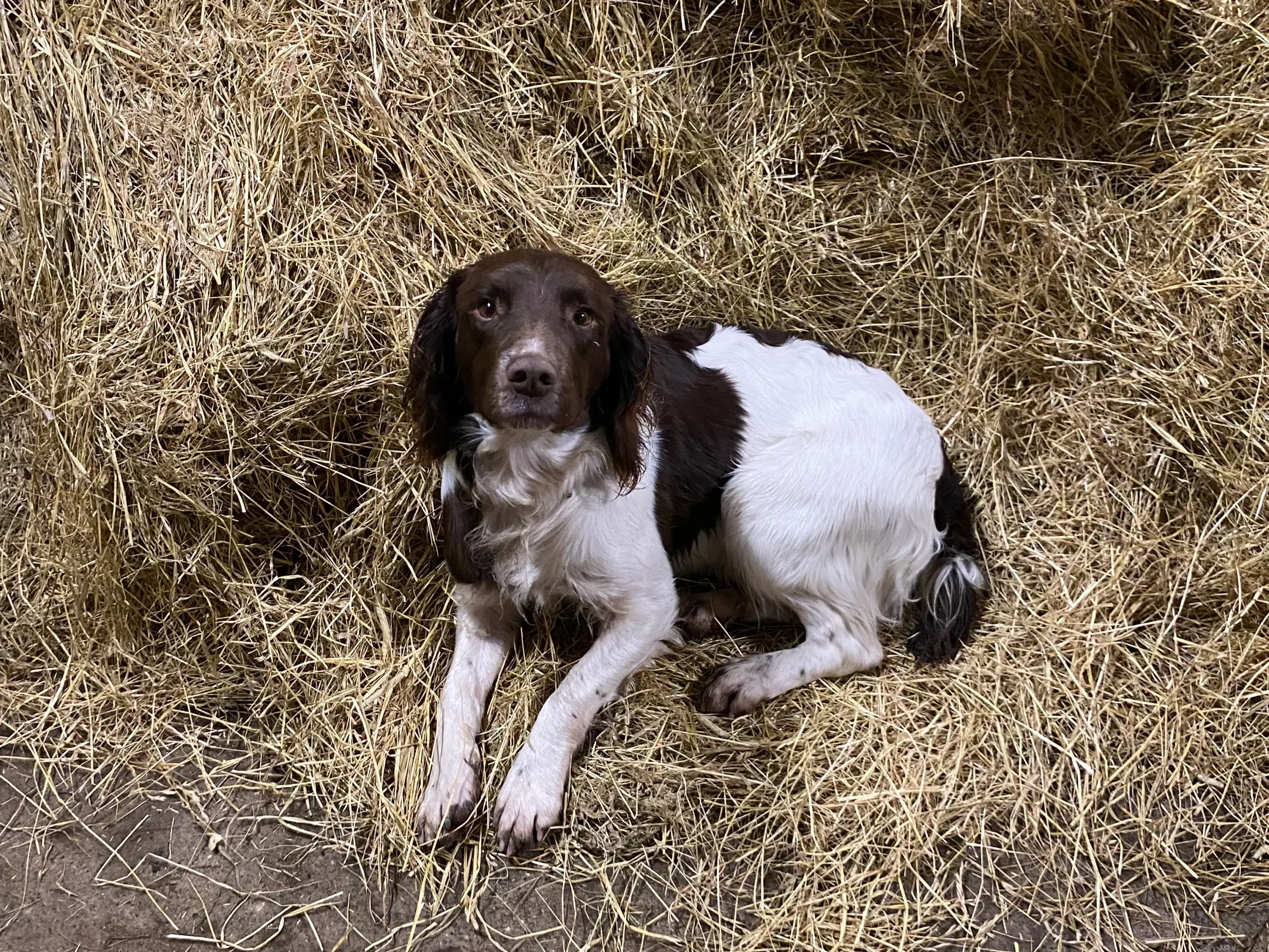 Springer Spaniel