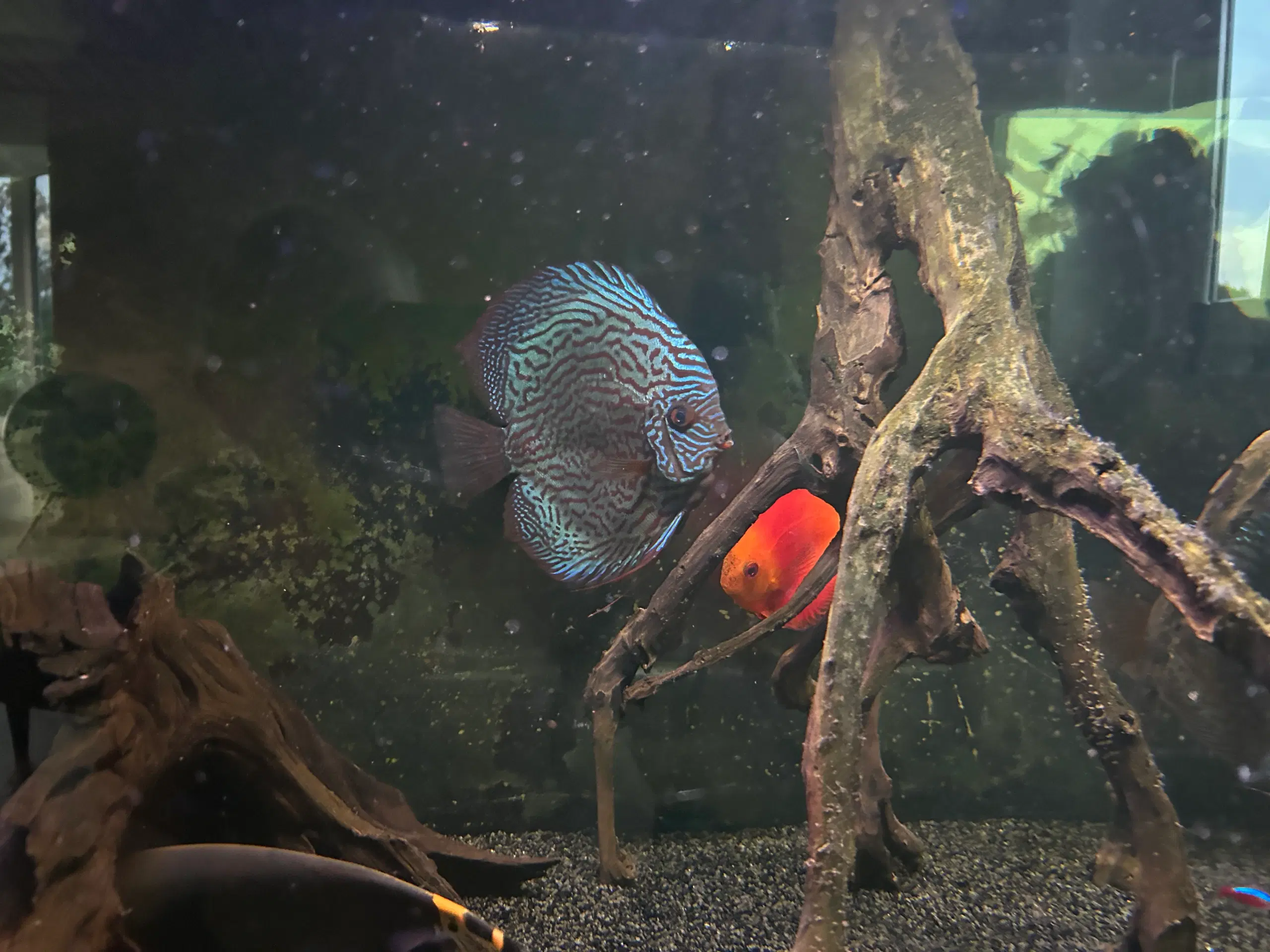 Discus fisk