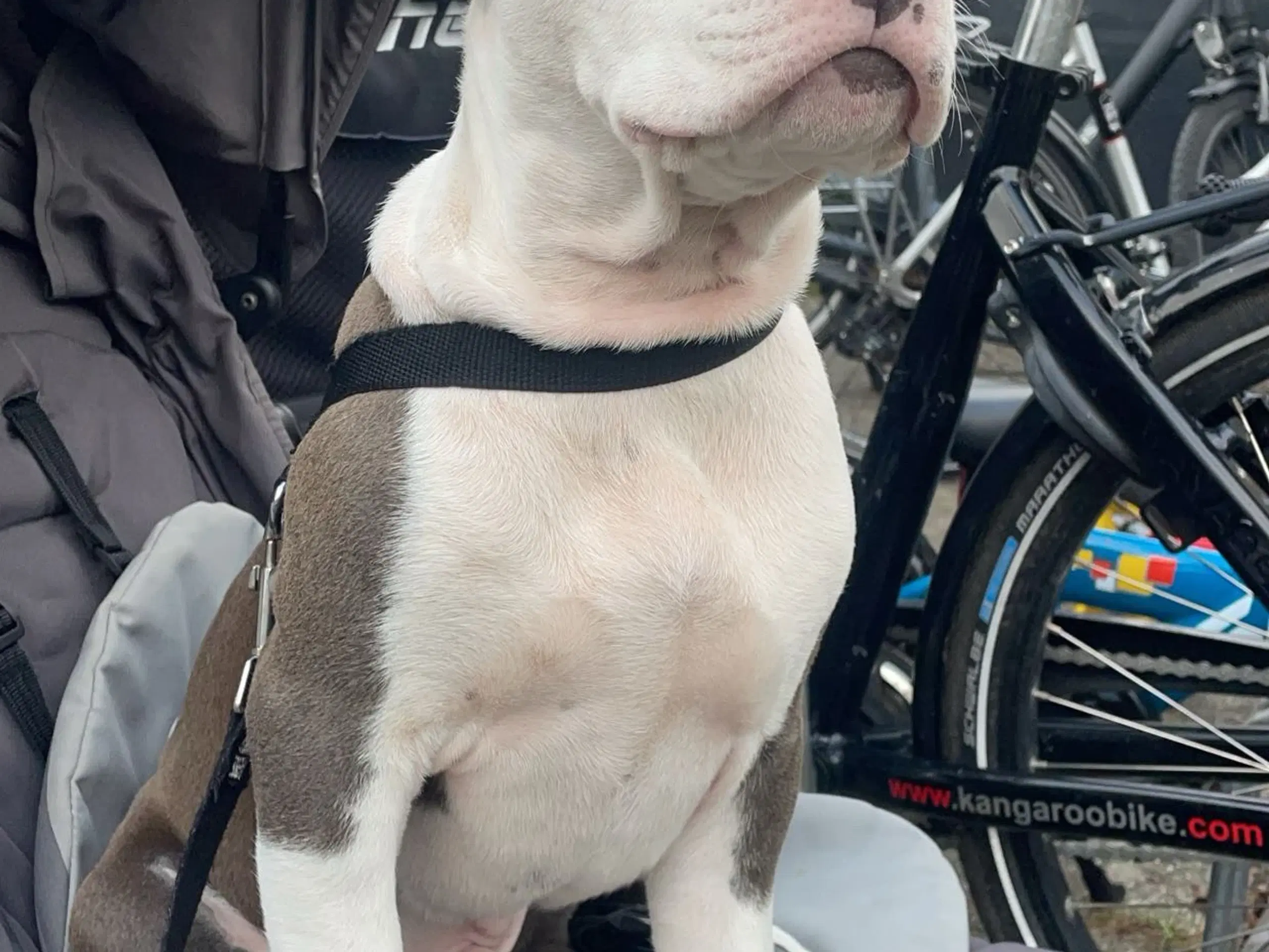 Hvalp American bully