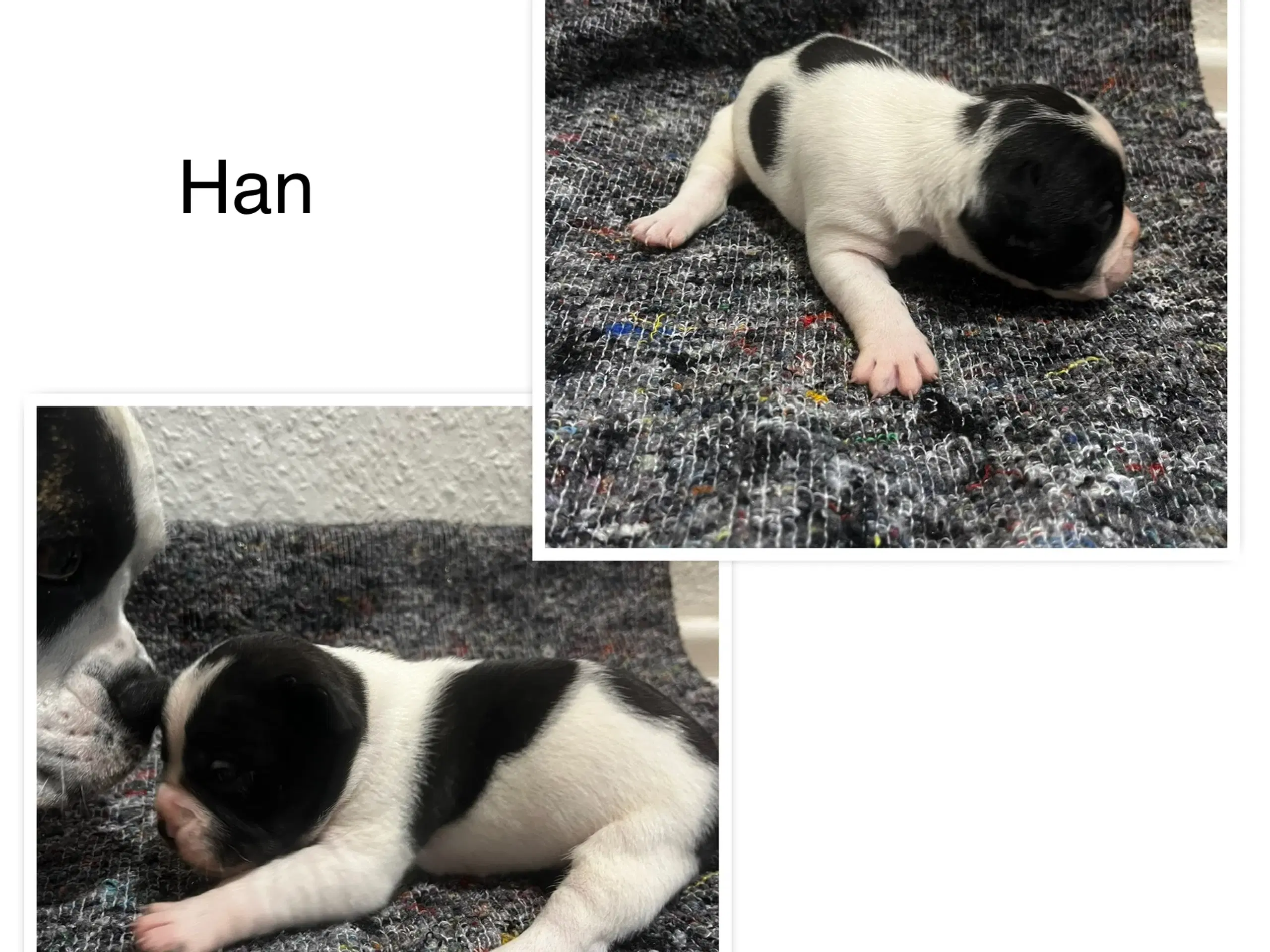 Fransk bulldog hvalpe