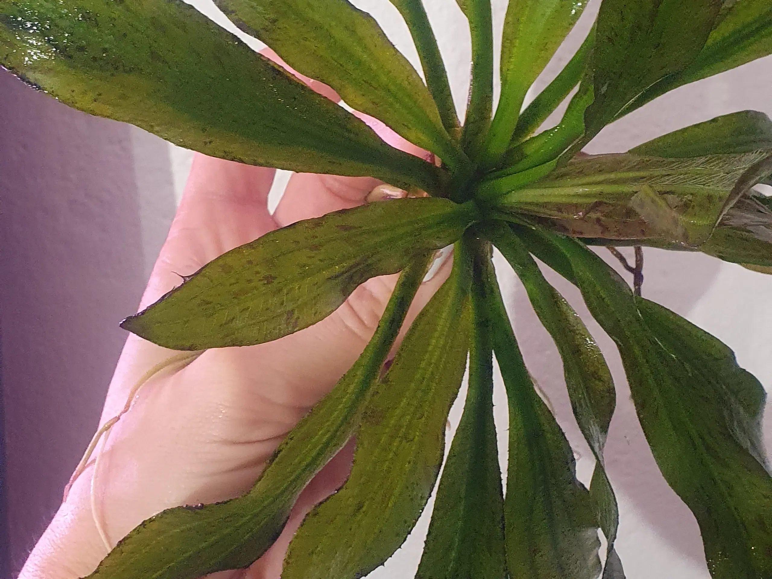 Akvarieplanter: Echinodorus uruguayensis.