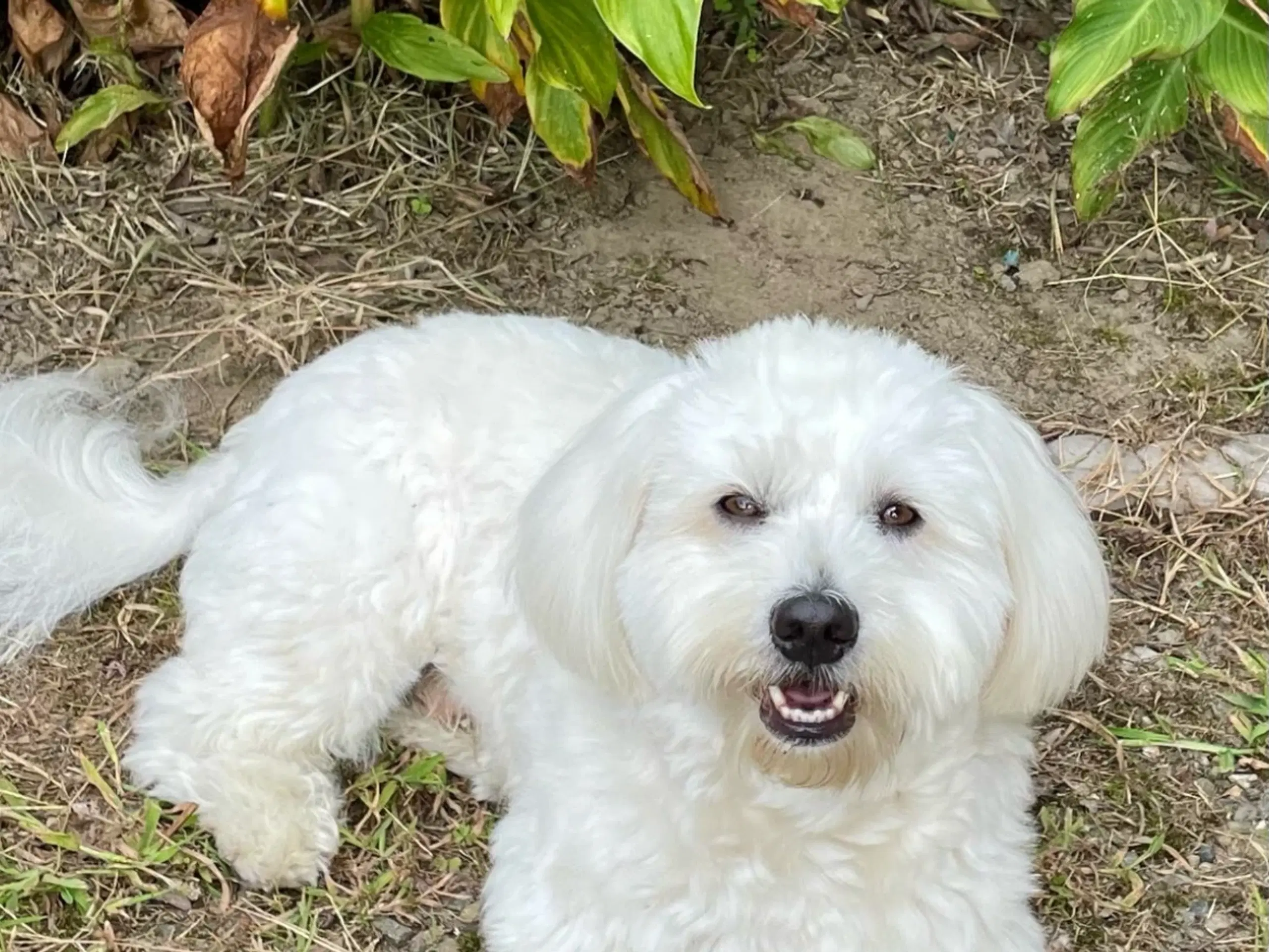 Bichon Havanais tilbydes til PARRING