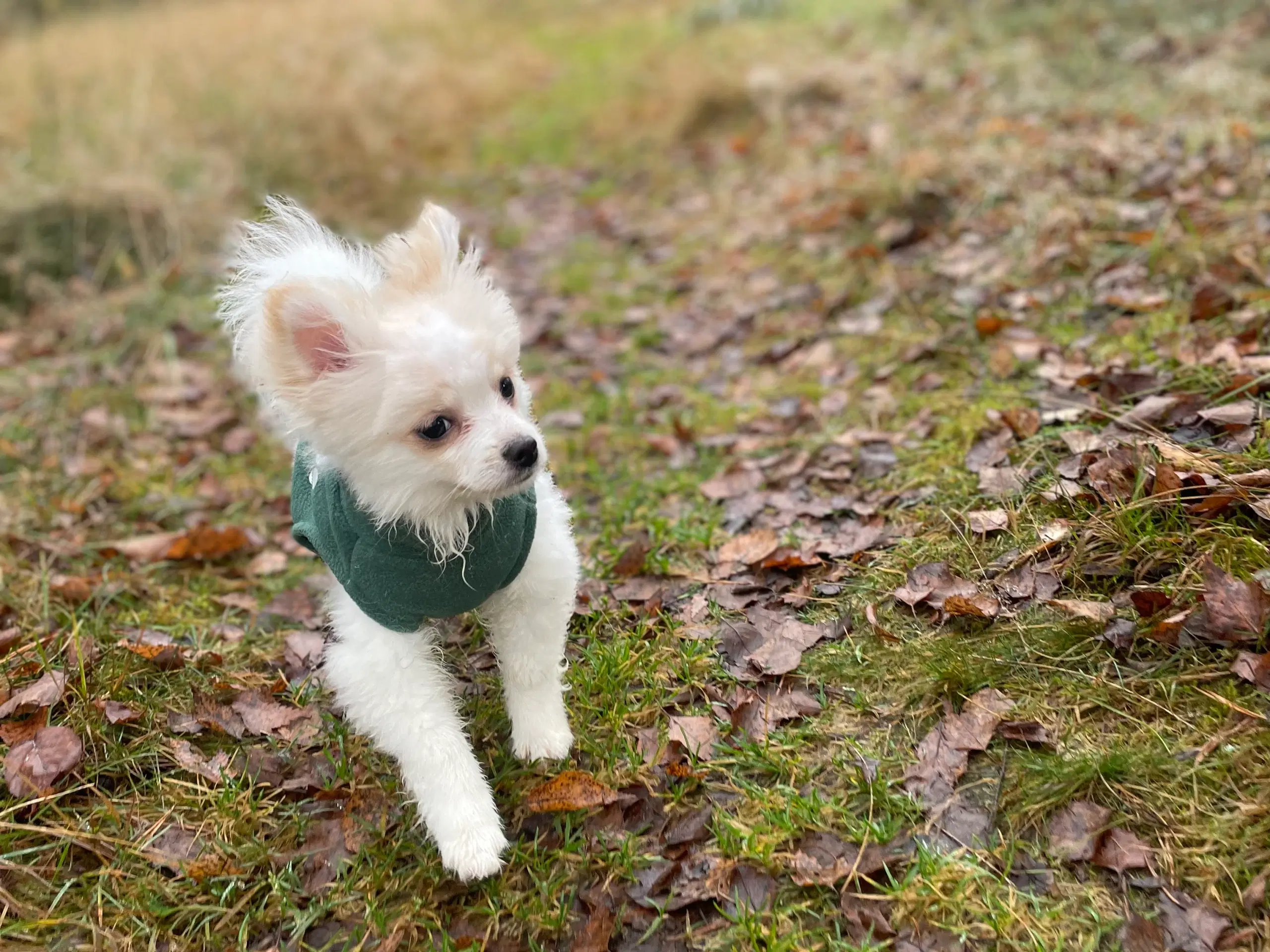 Pomeranian hanhund hvalp