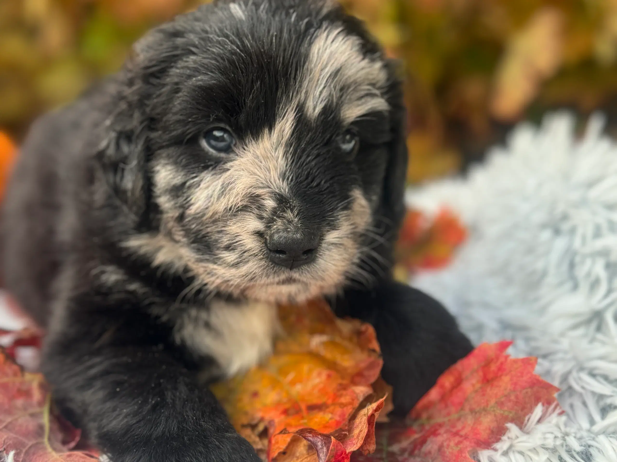 Australian shepherd/newfoundlænder hvalpe