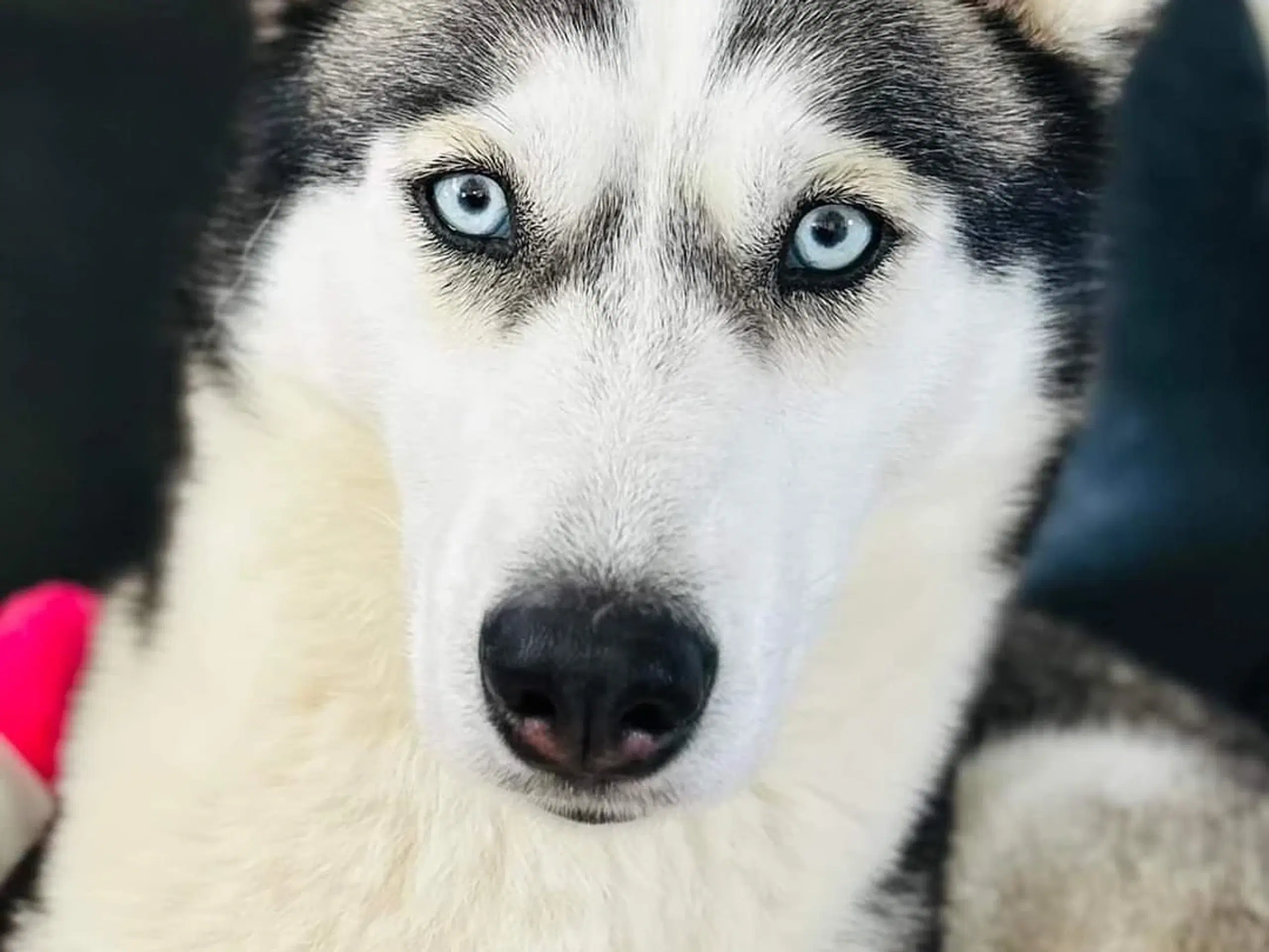 Lækre guldklumper! Halv husky, samojede/malamute