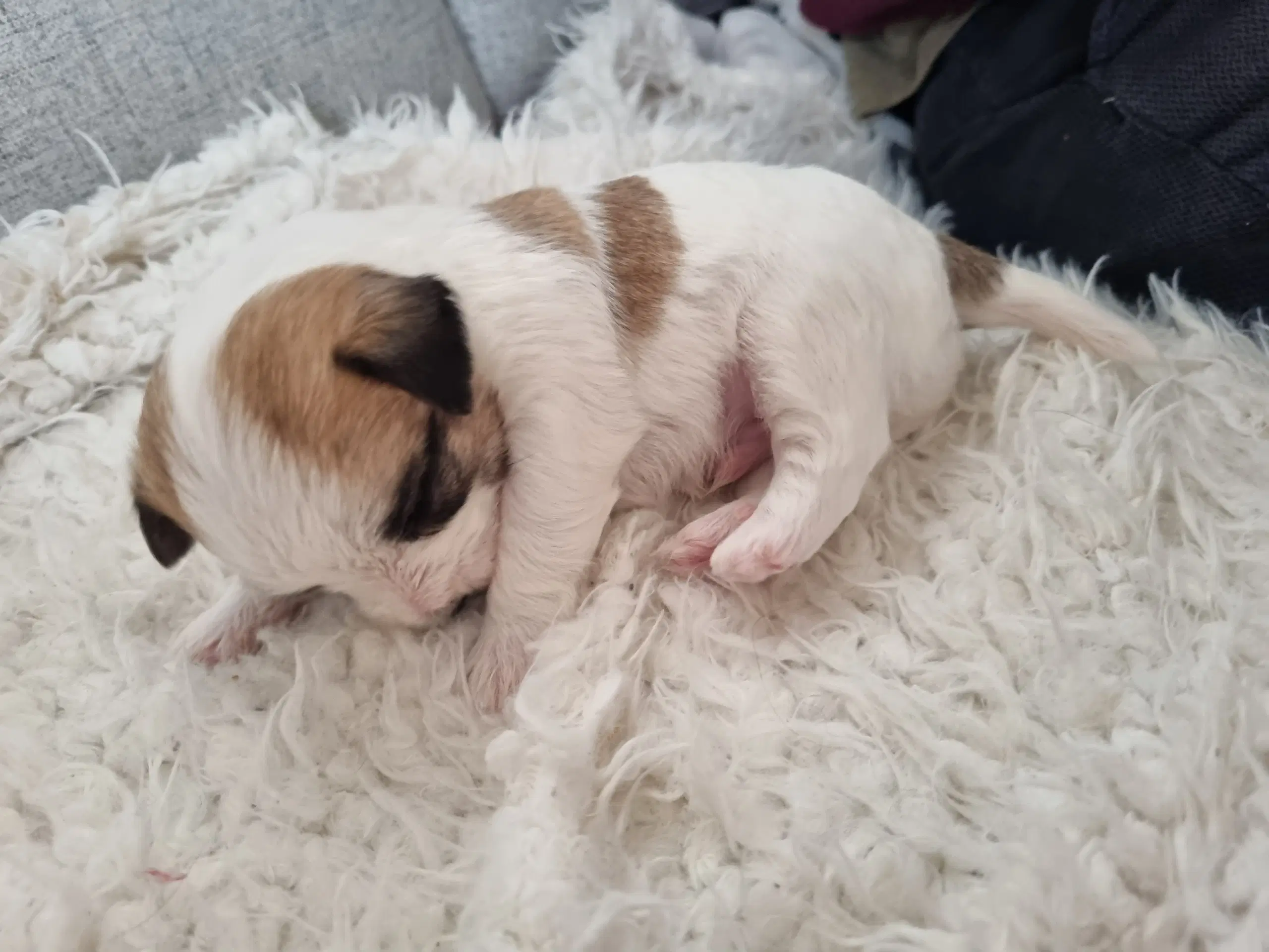 Jack russell terrier/ Malteser