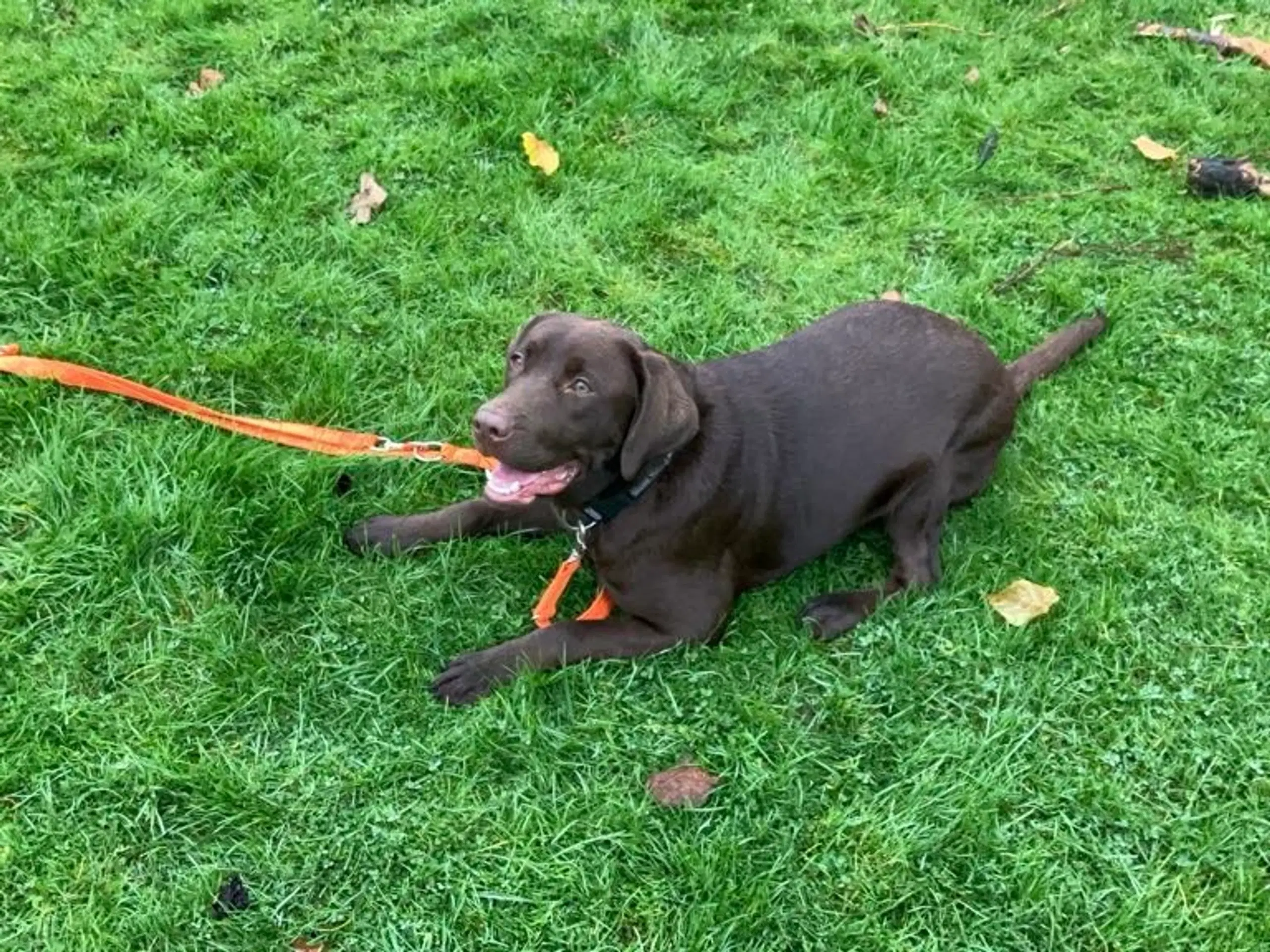 Dejlig Brun Labrador Tæve Sælges med Stambog.