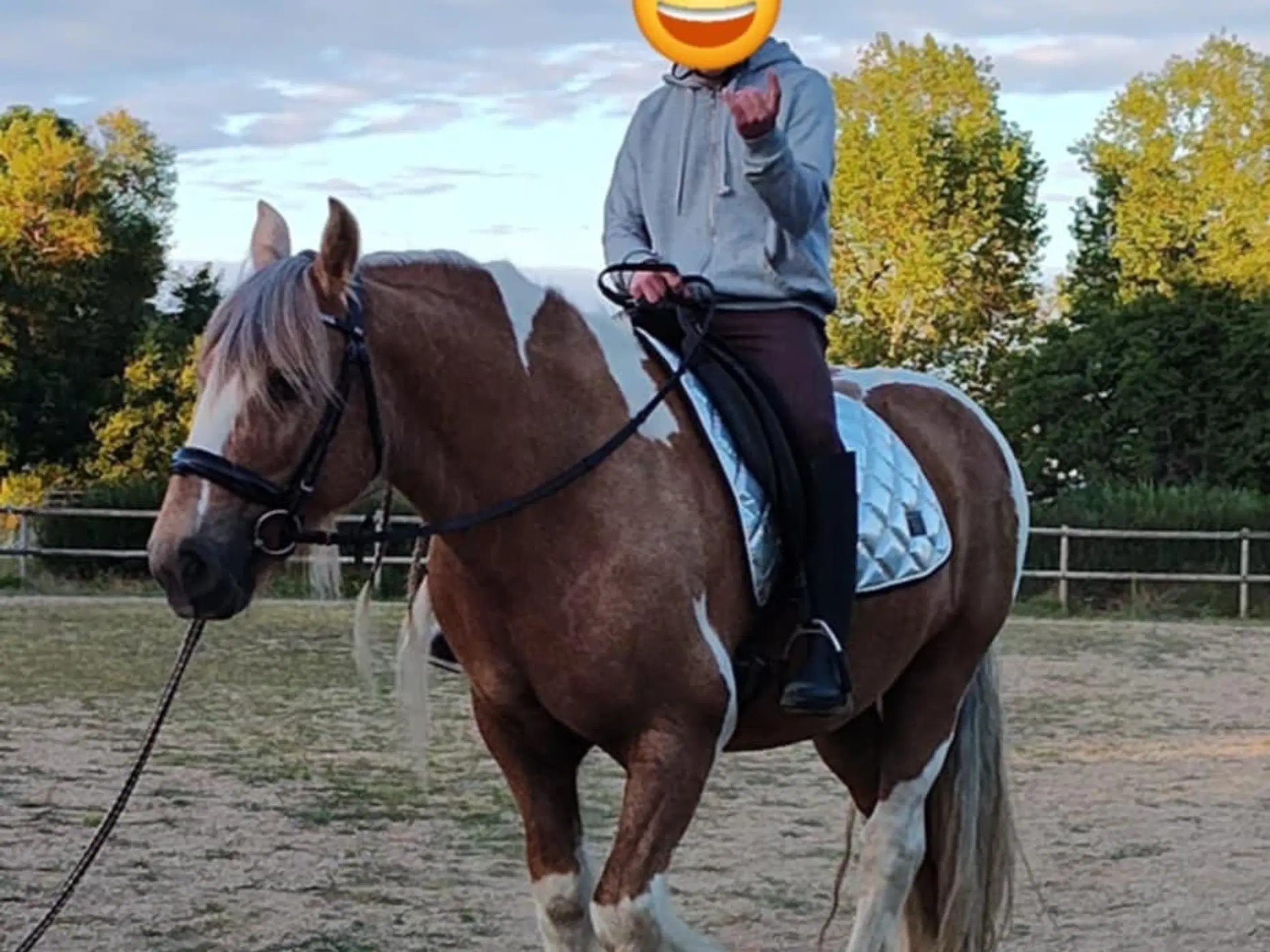 Tinker/Irish cob