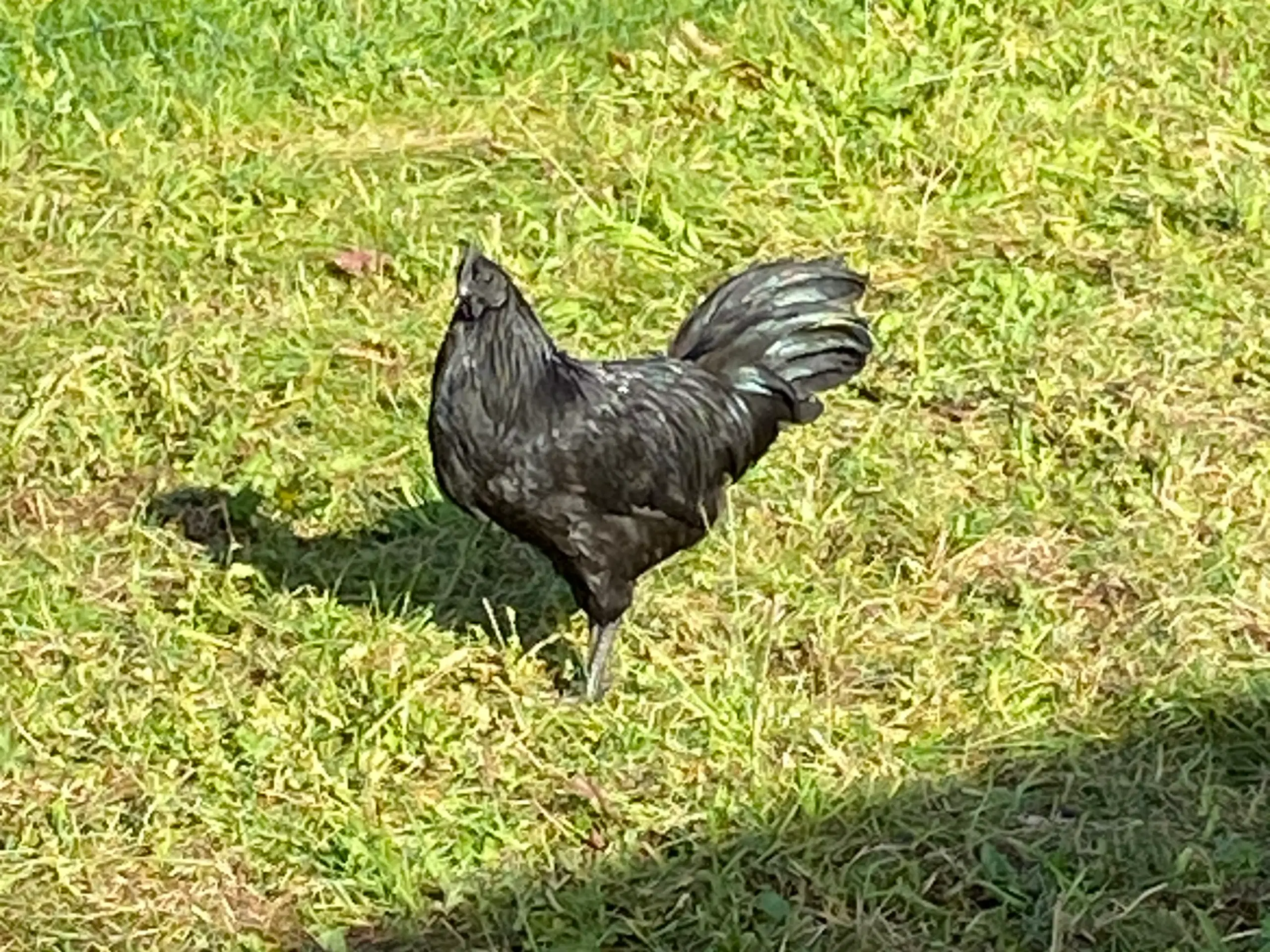 Ayam Cemani sælges