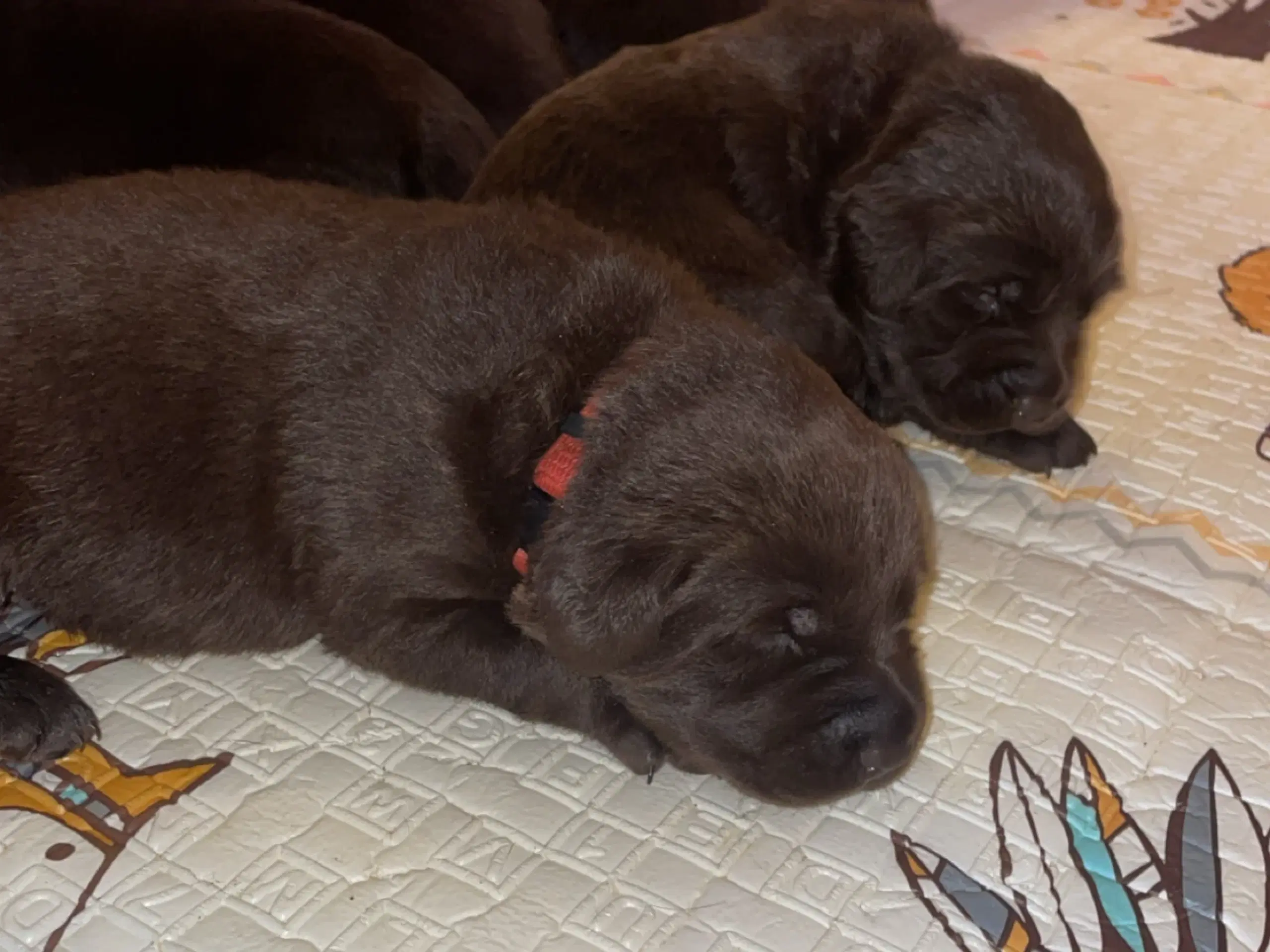 Brune labrador hvalpe