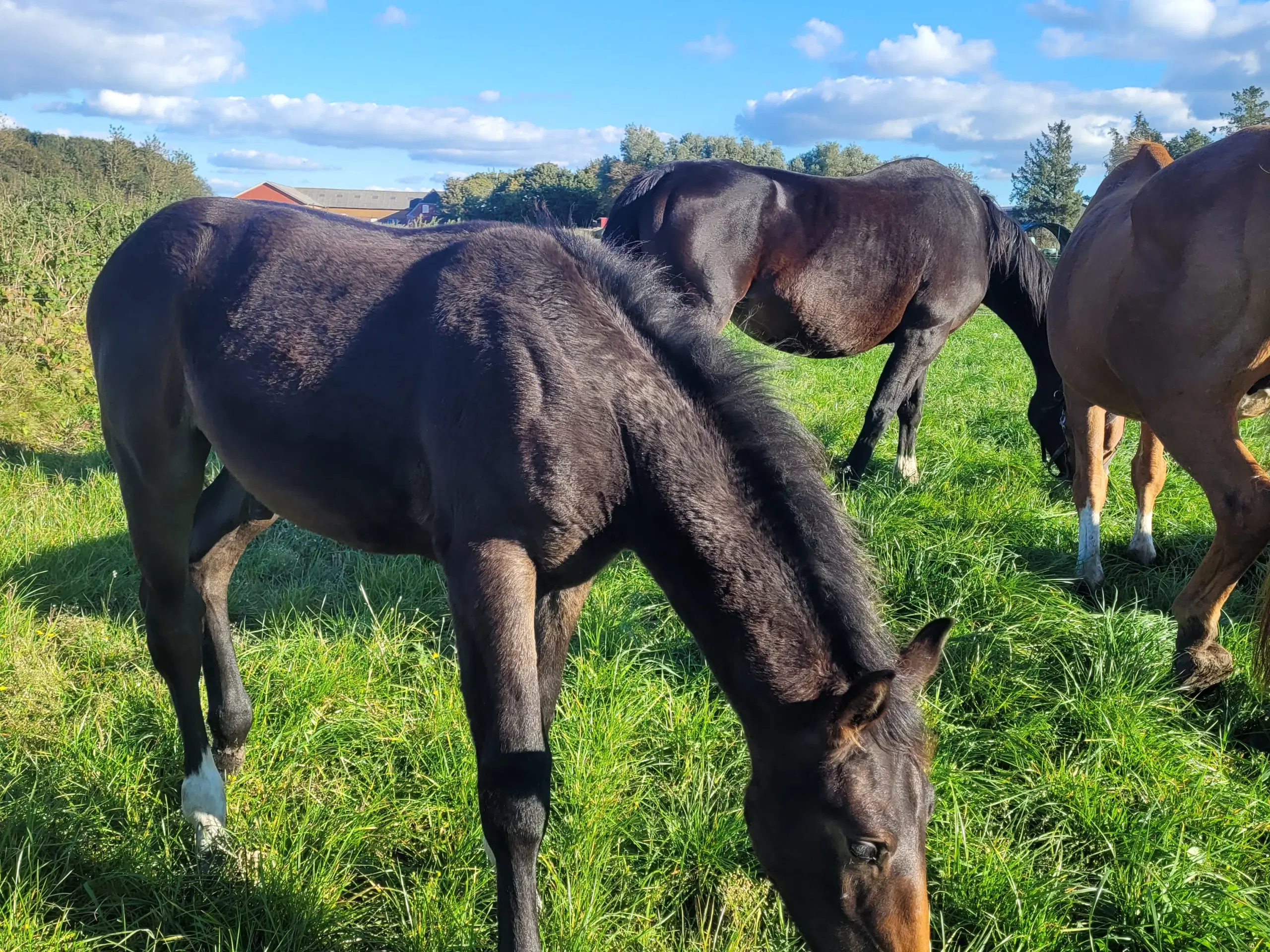 Oldenborg krydsning s hingst