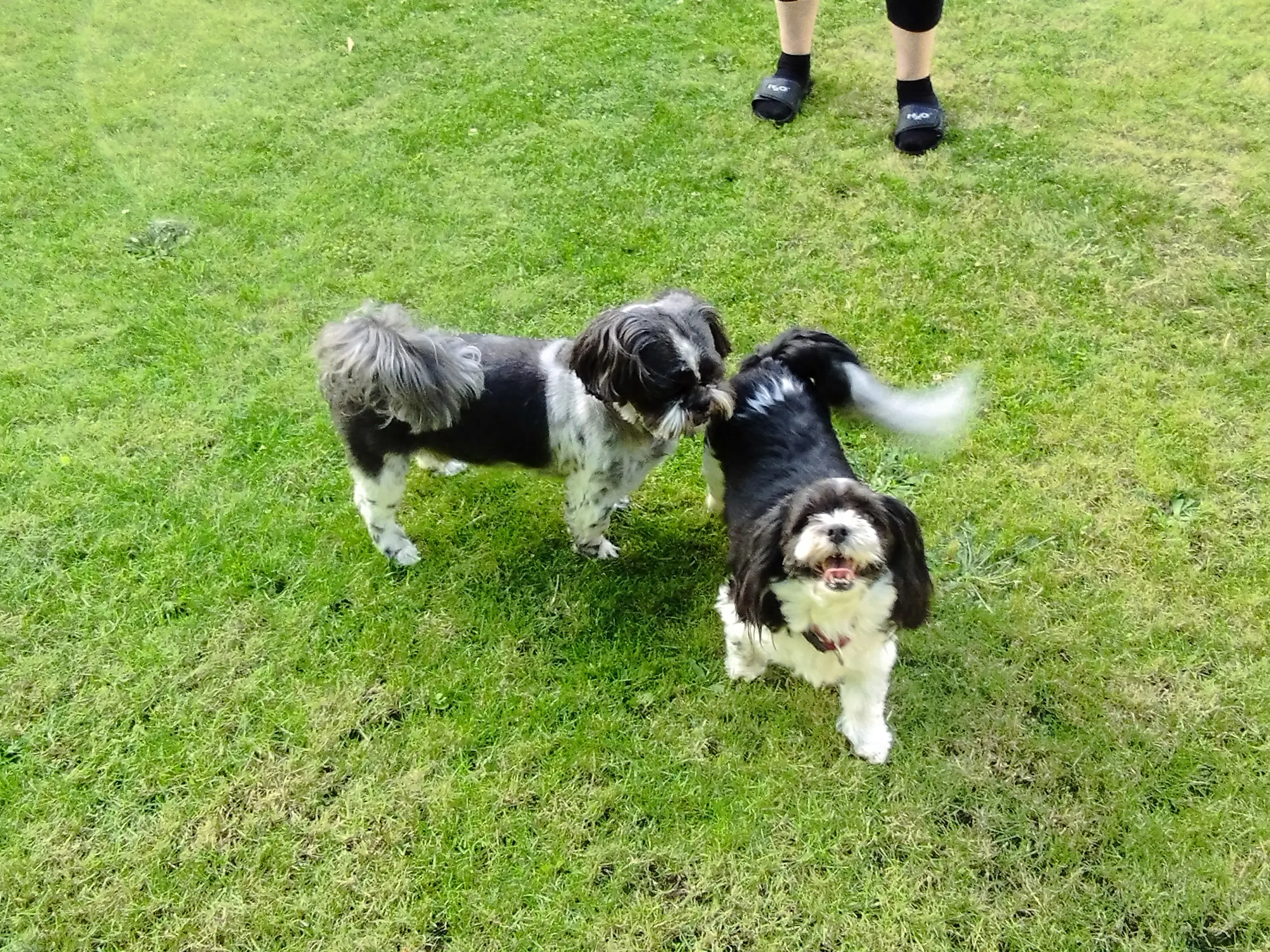 Lhasa apso/shi Tzu