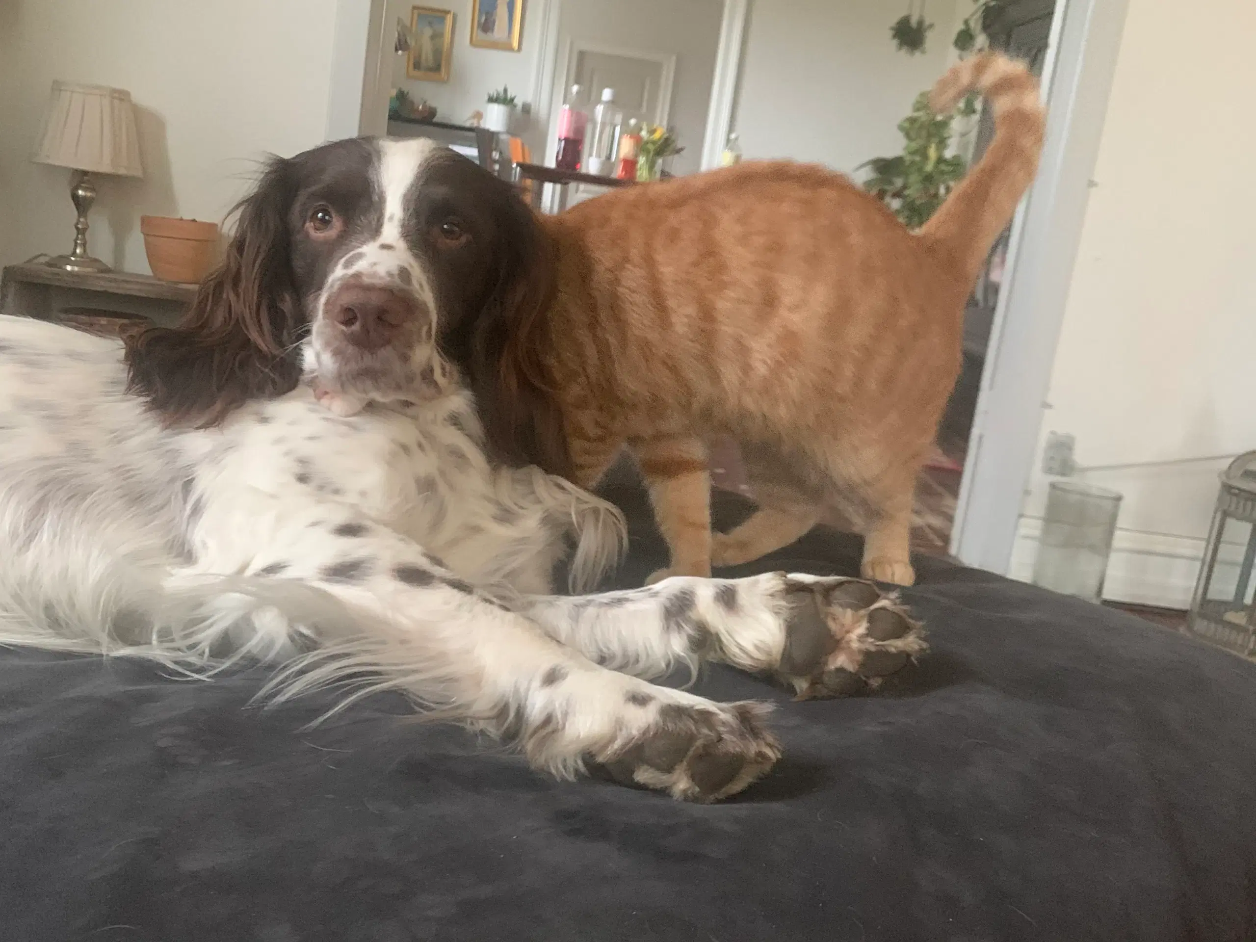 Hanhund til Parring FT springer spaniel