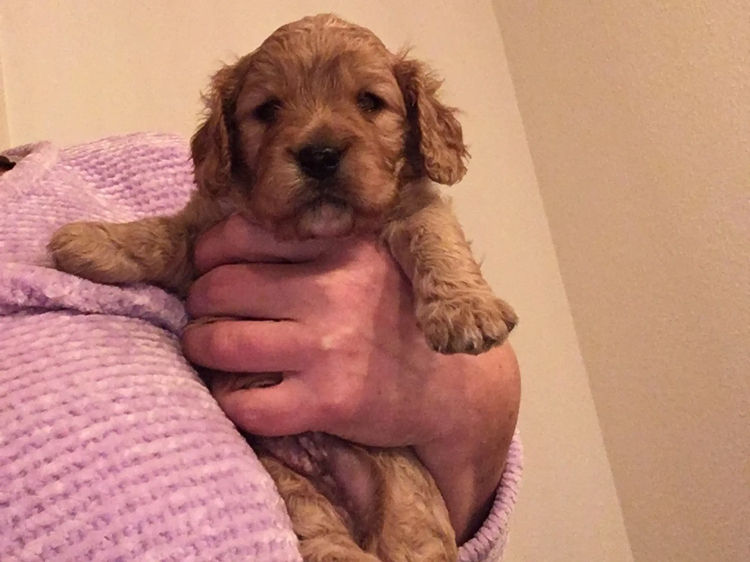 Cavapoo hvalpe