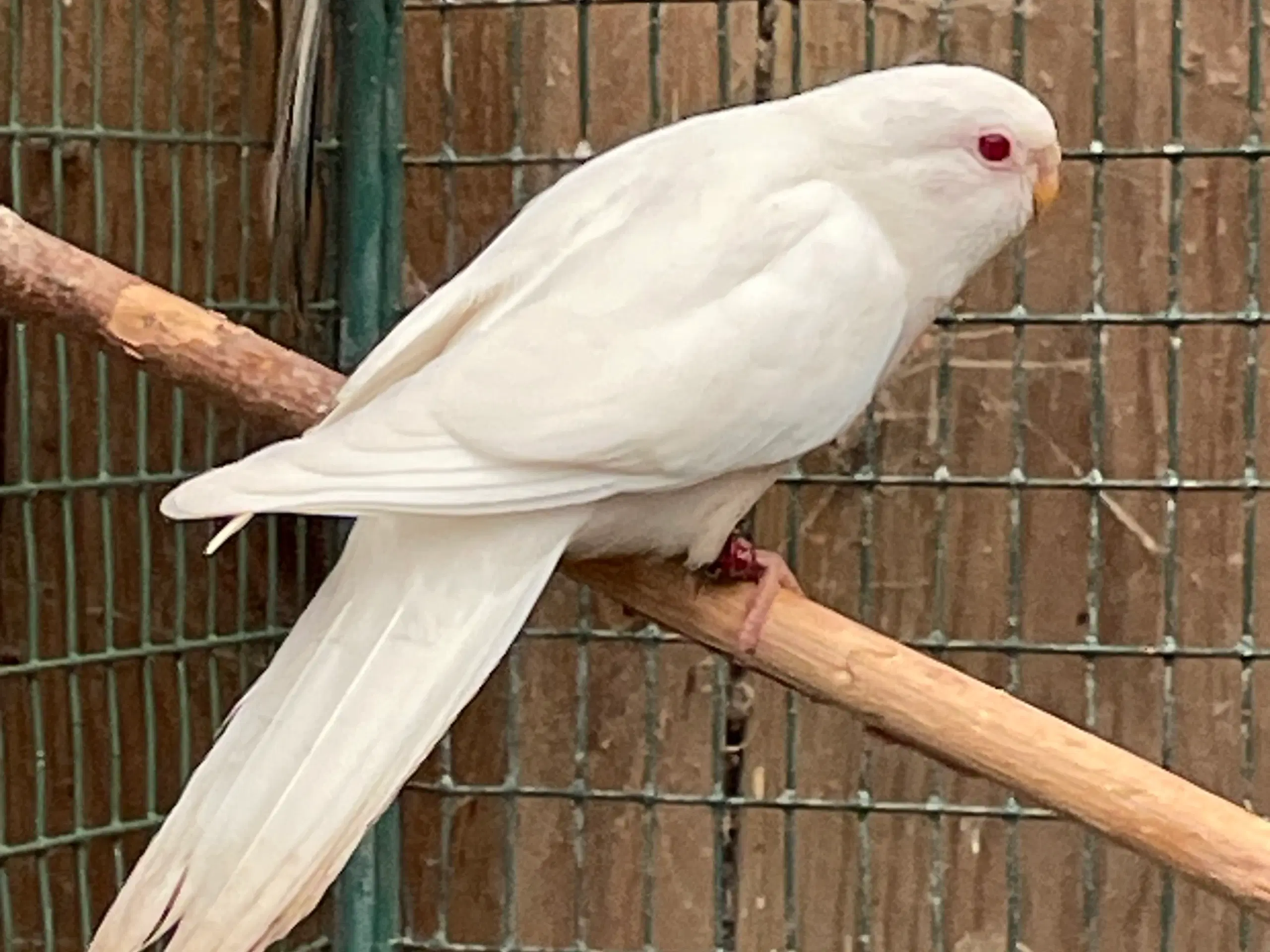 Rødbrystet græsparakit i albino mutation