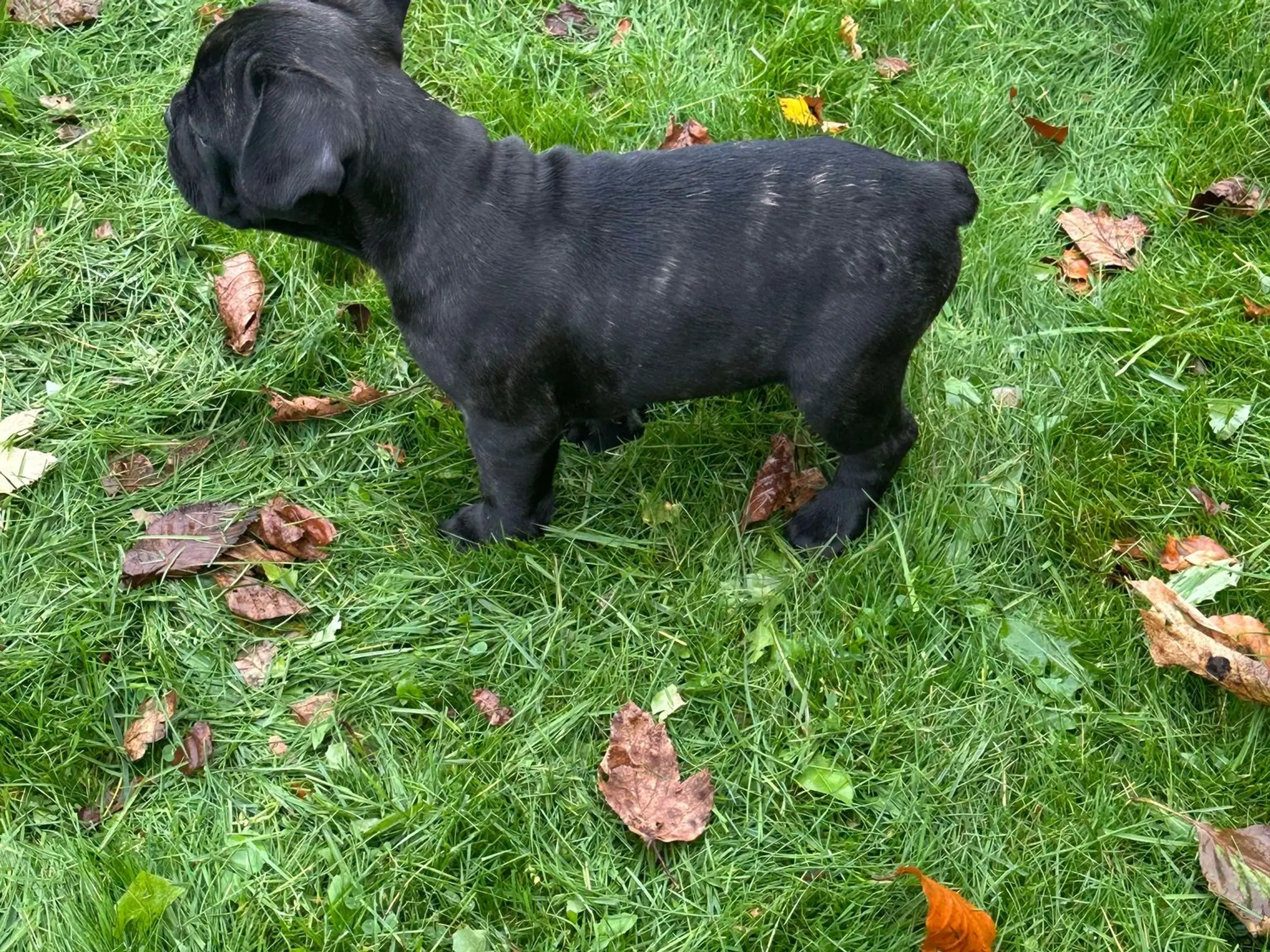 Fransk bulldog brindle/ blå