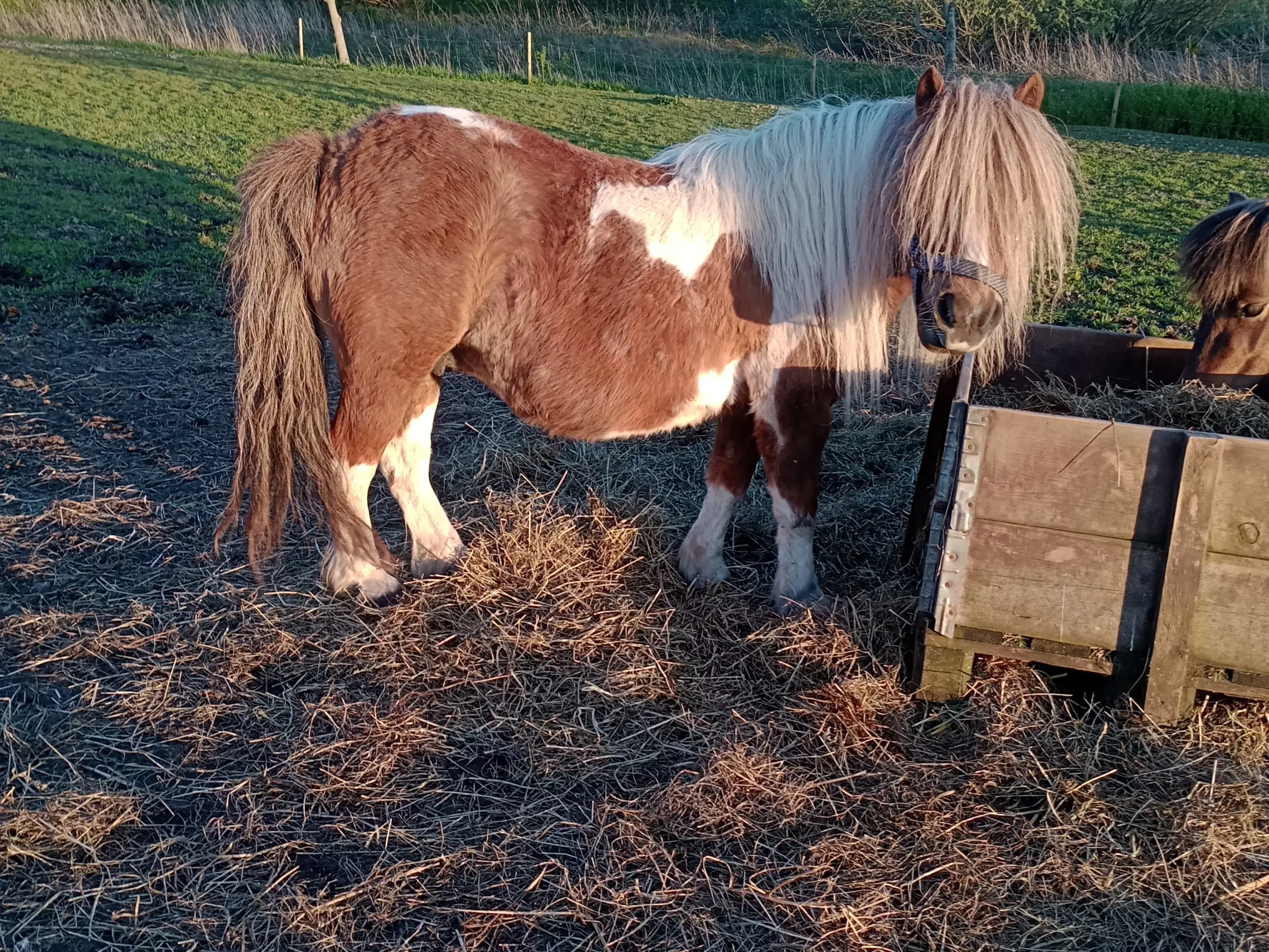 Shetlænder hopper