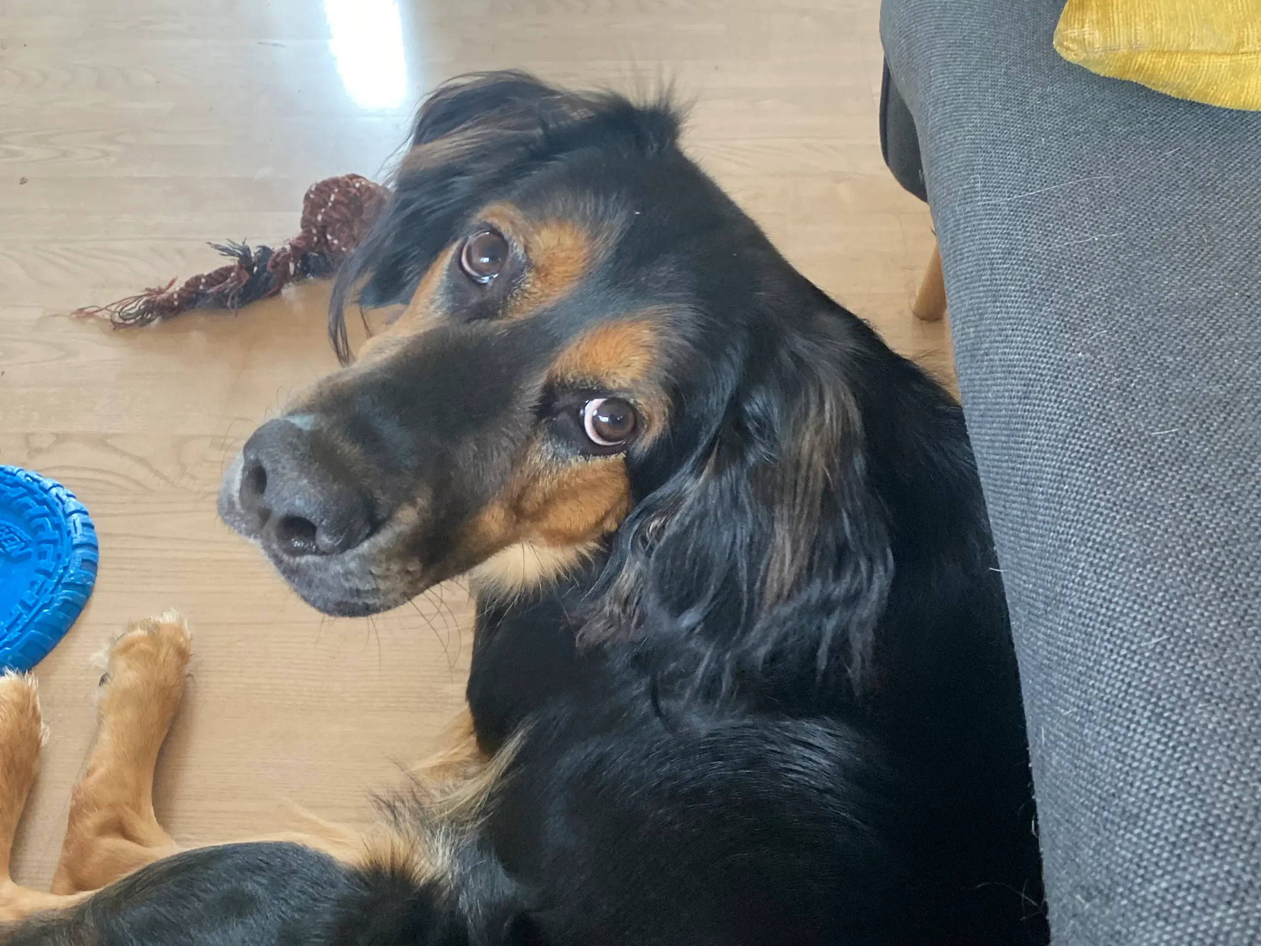 Schæfer/springer spaniel