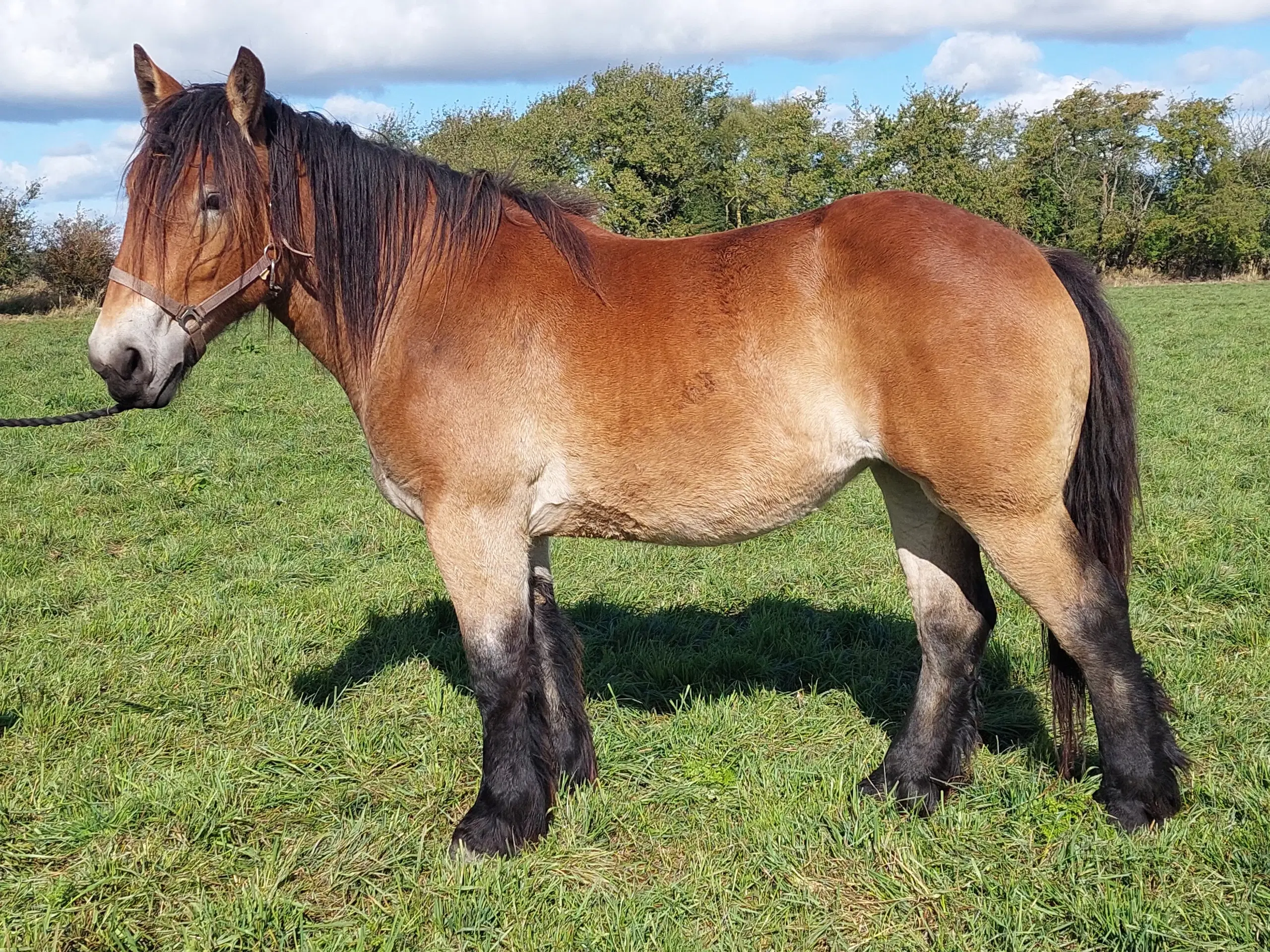 2 års belgier hoppe