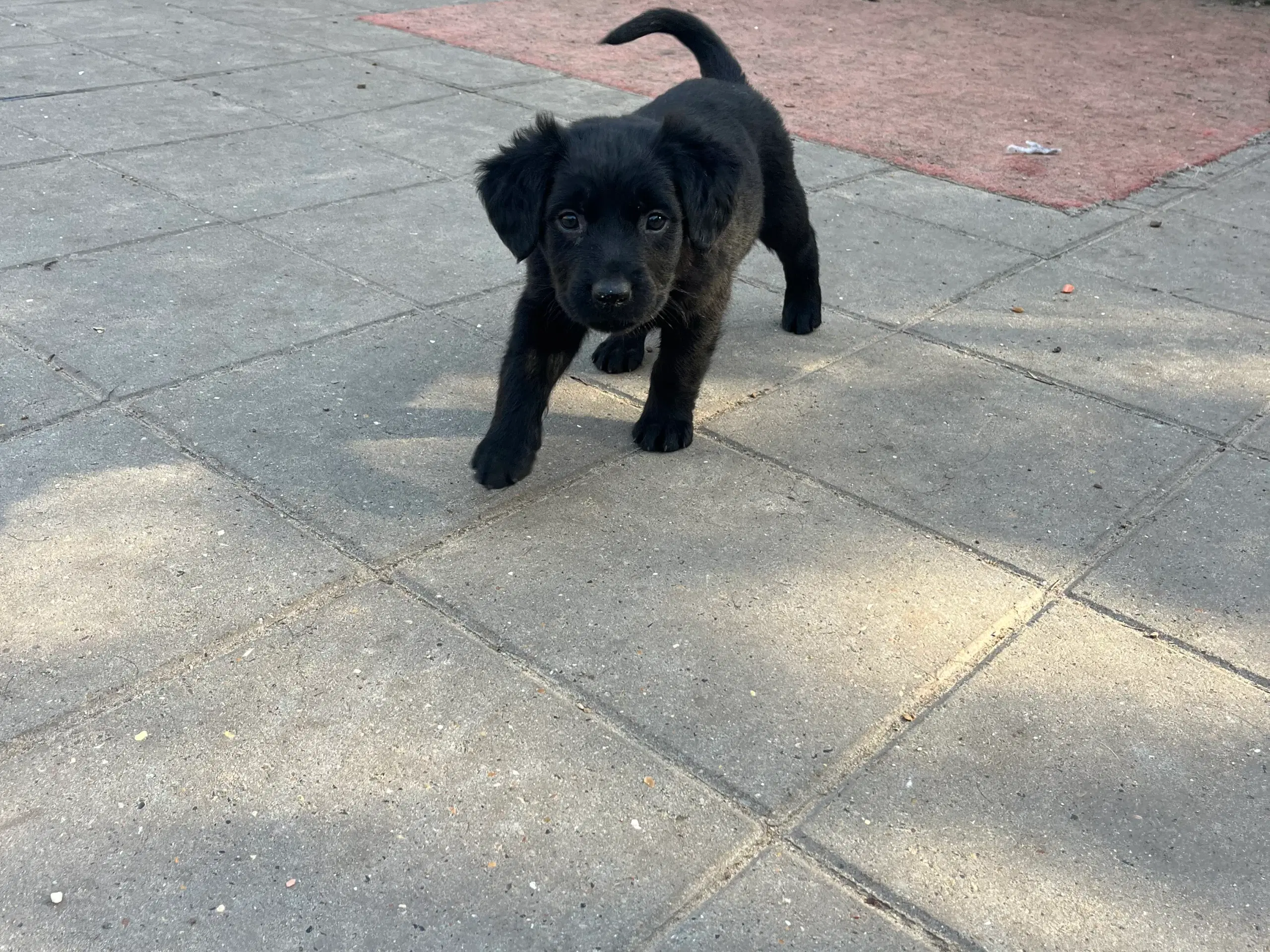 Blandings hvalpe labrador/rottweiler