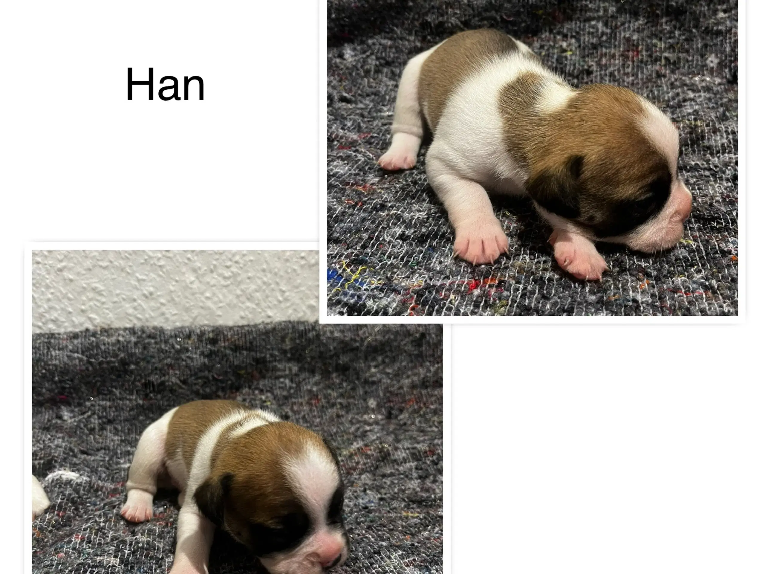 Fransk bulldog hvalpe