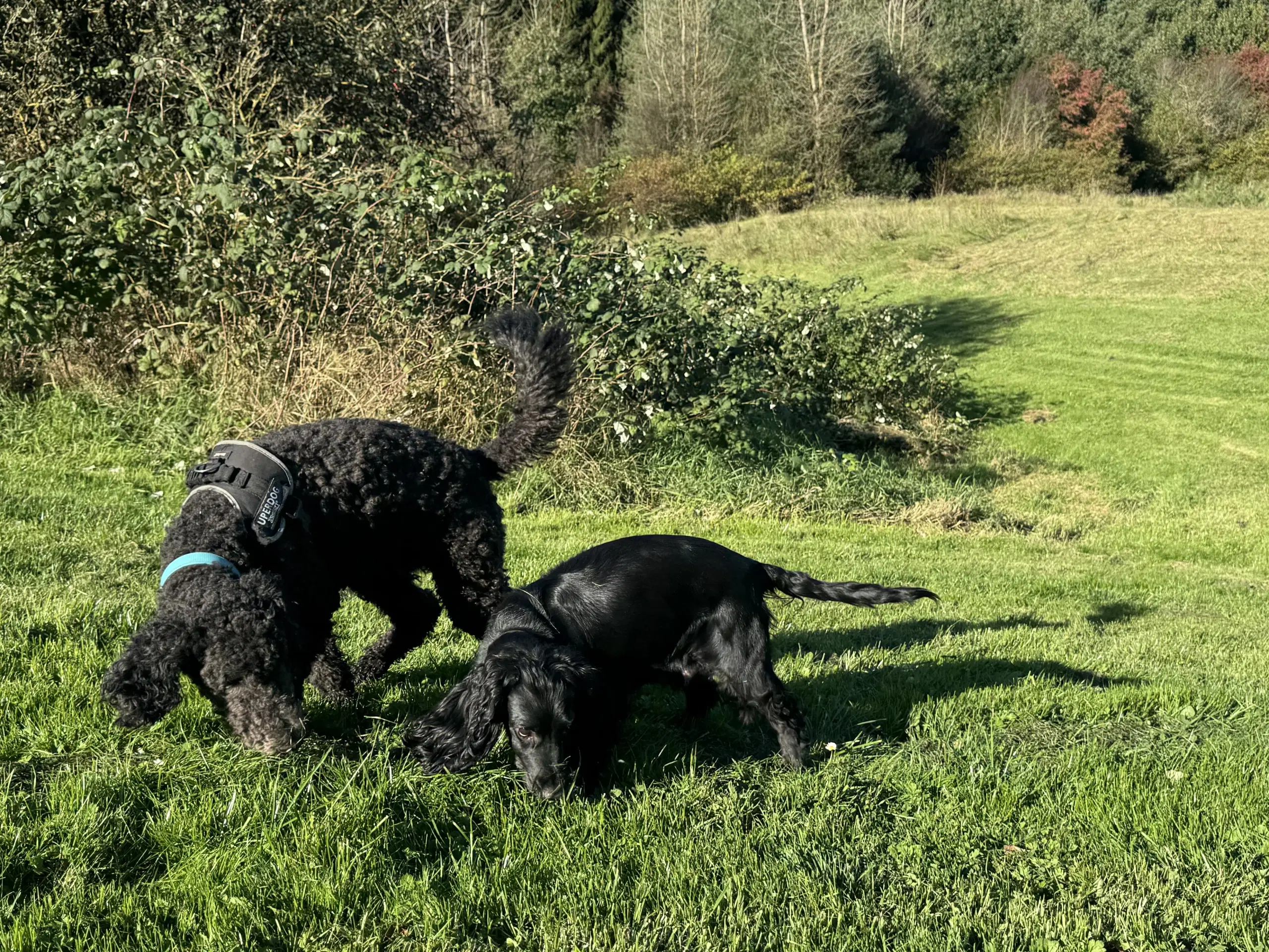 Cockapoo/cockerpoo/doodle