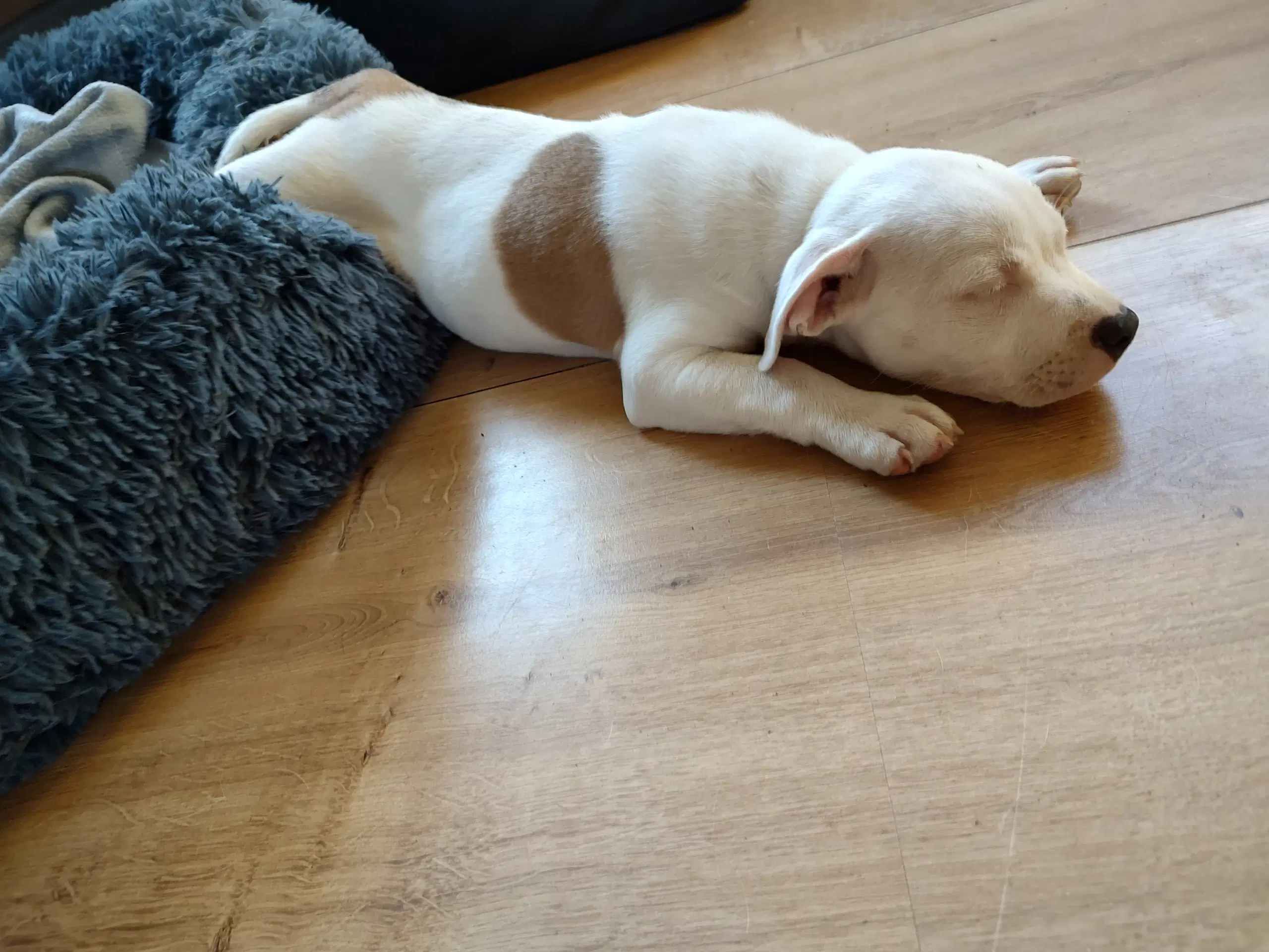 Staffordshire Bull Terrier tæve