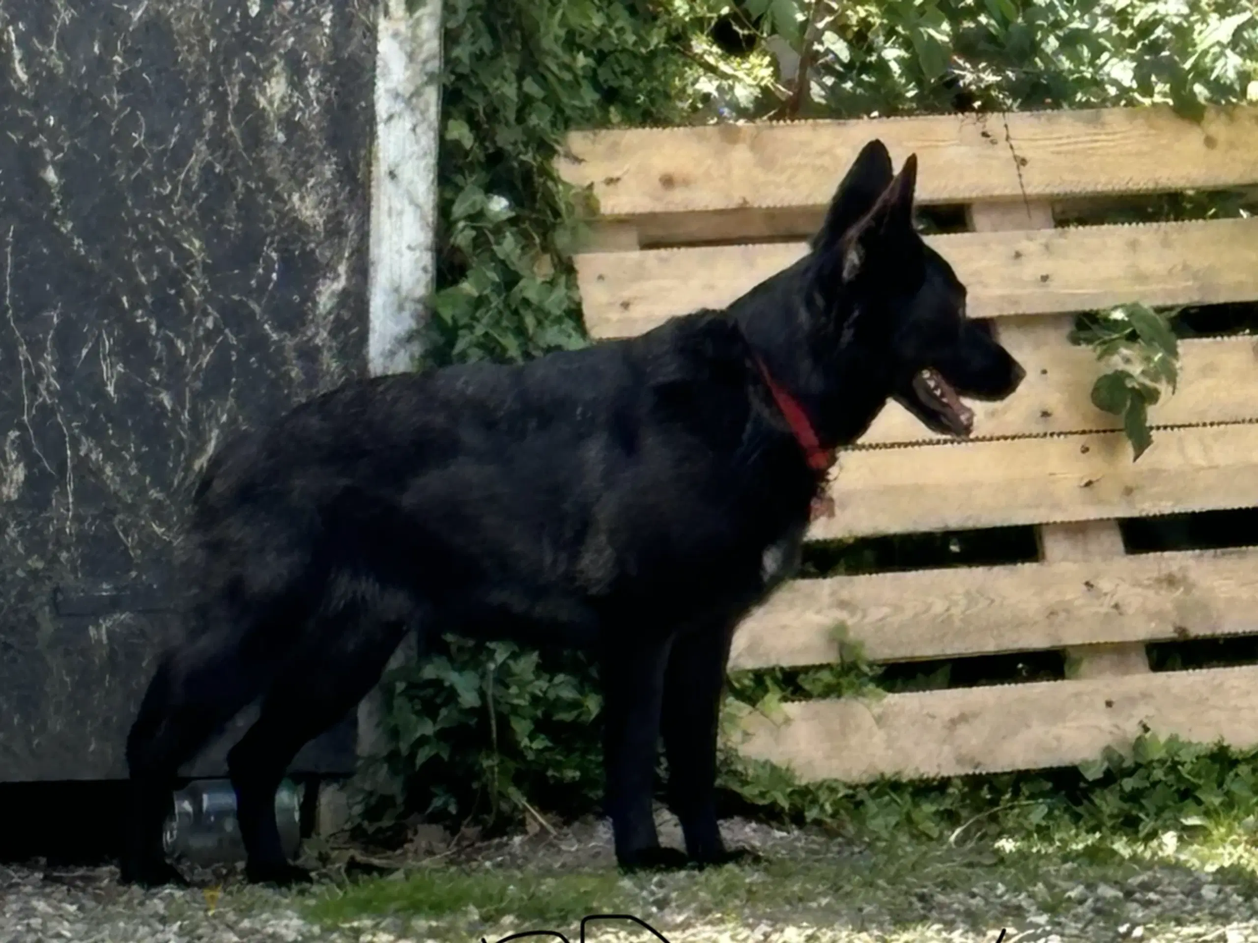 Blandings hund schæfer/laberdor