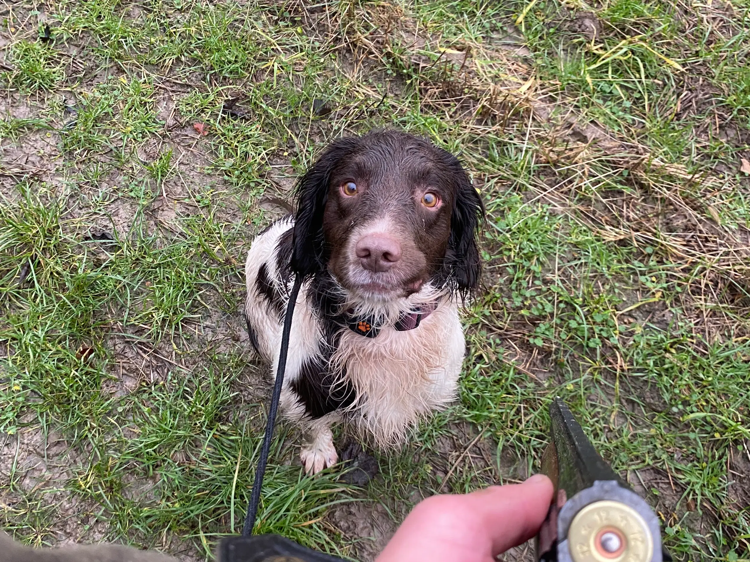 Springer Spaniel