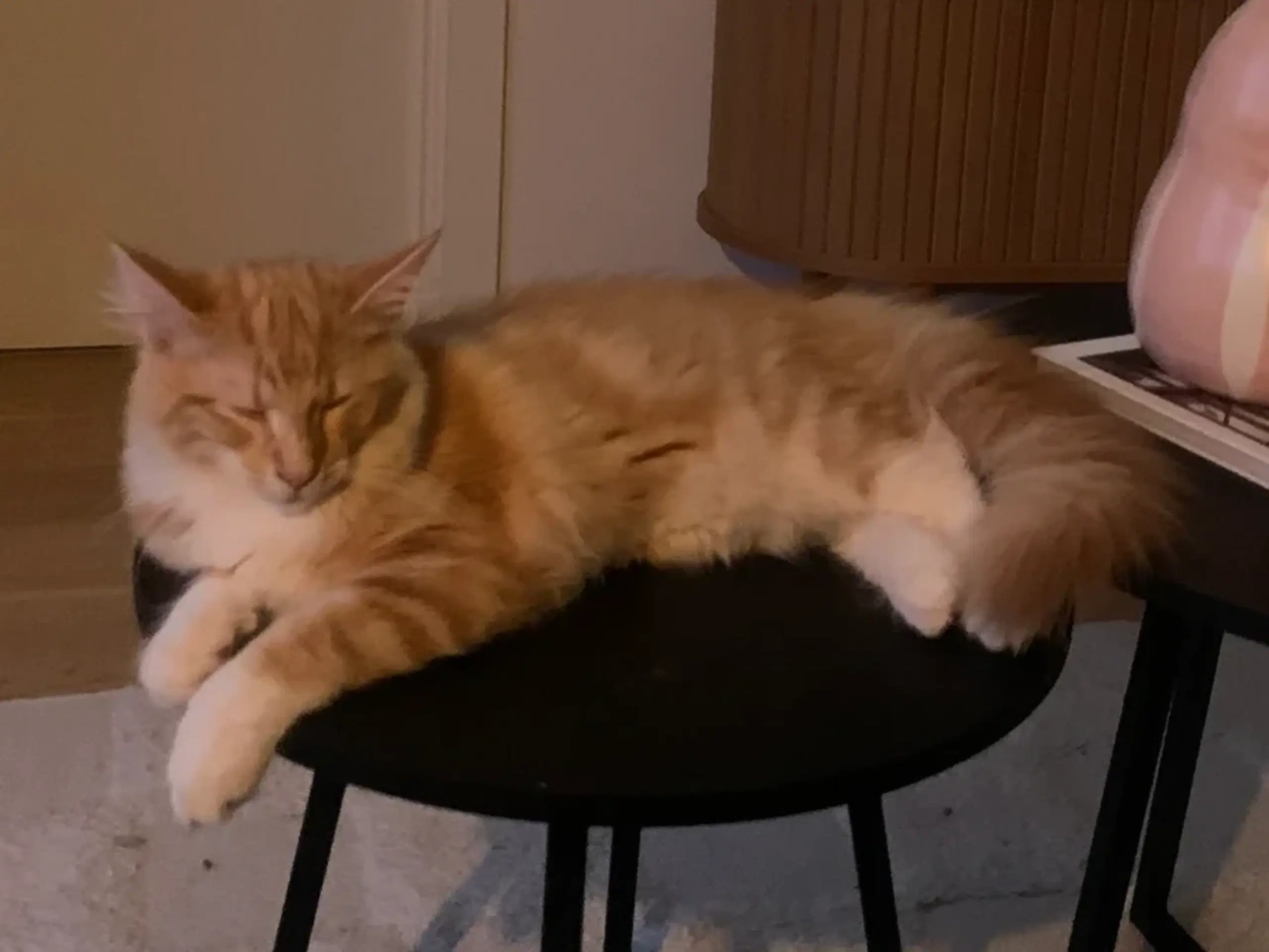 Smuk Maine Coon sælges