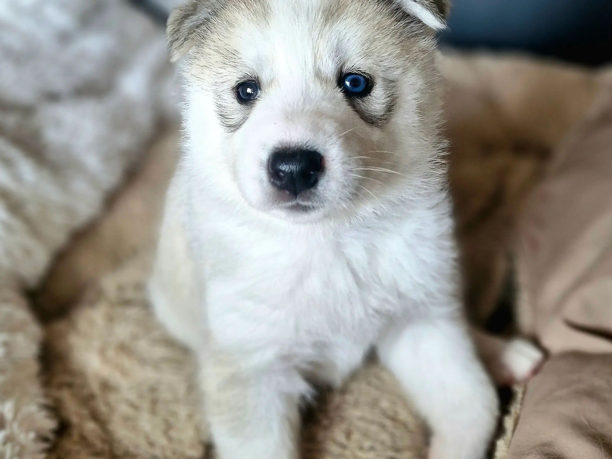 Lækre guldklumper! Halv husky, samojede/malamute