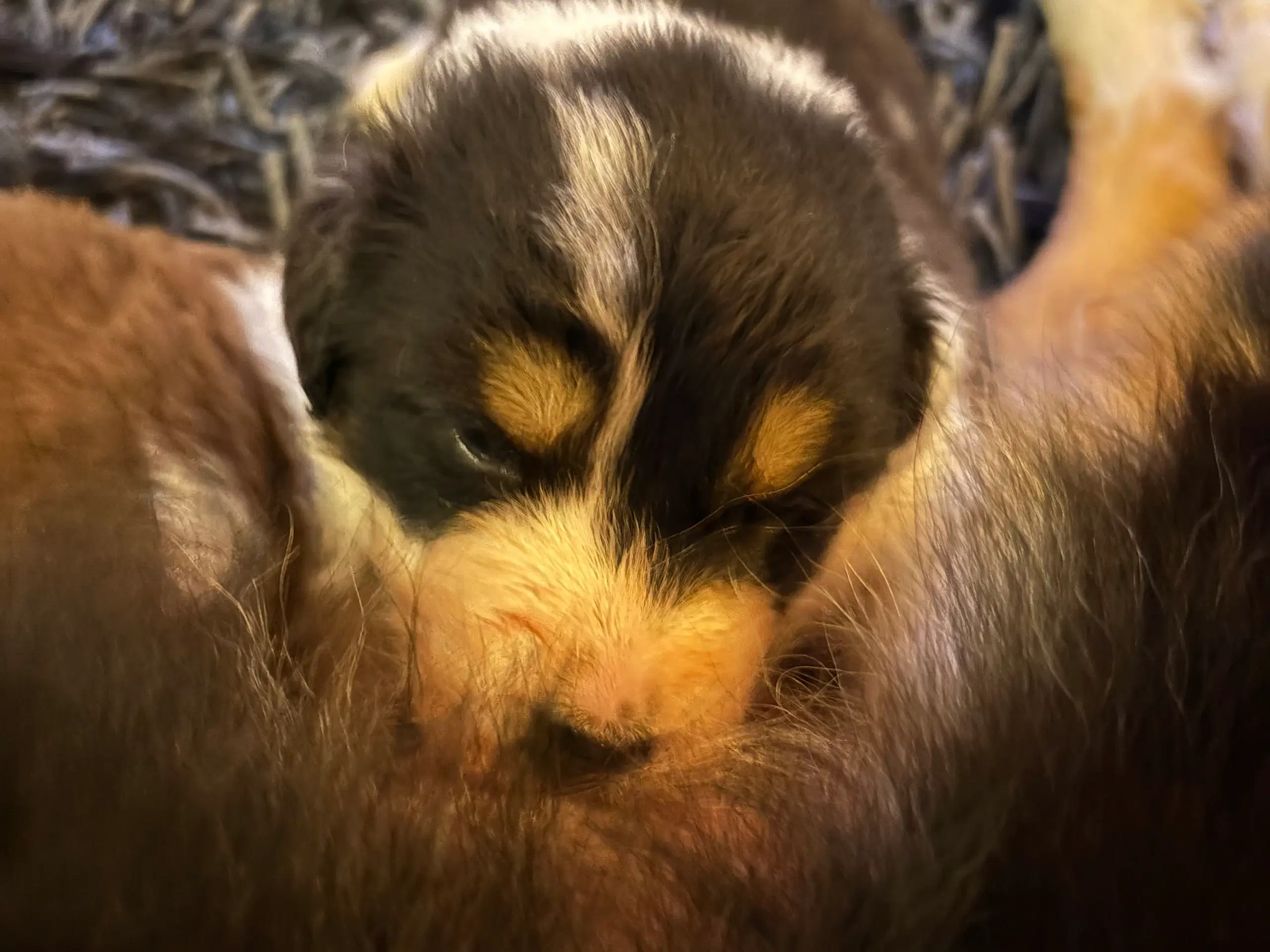 Australian Shepperd hvalpe