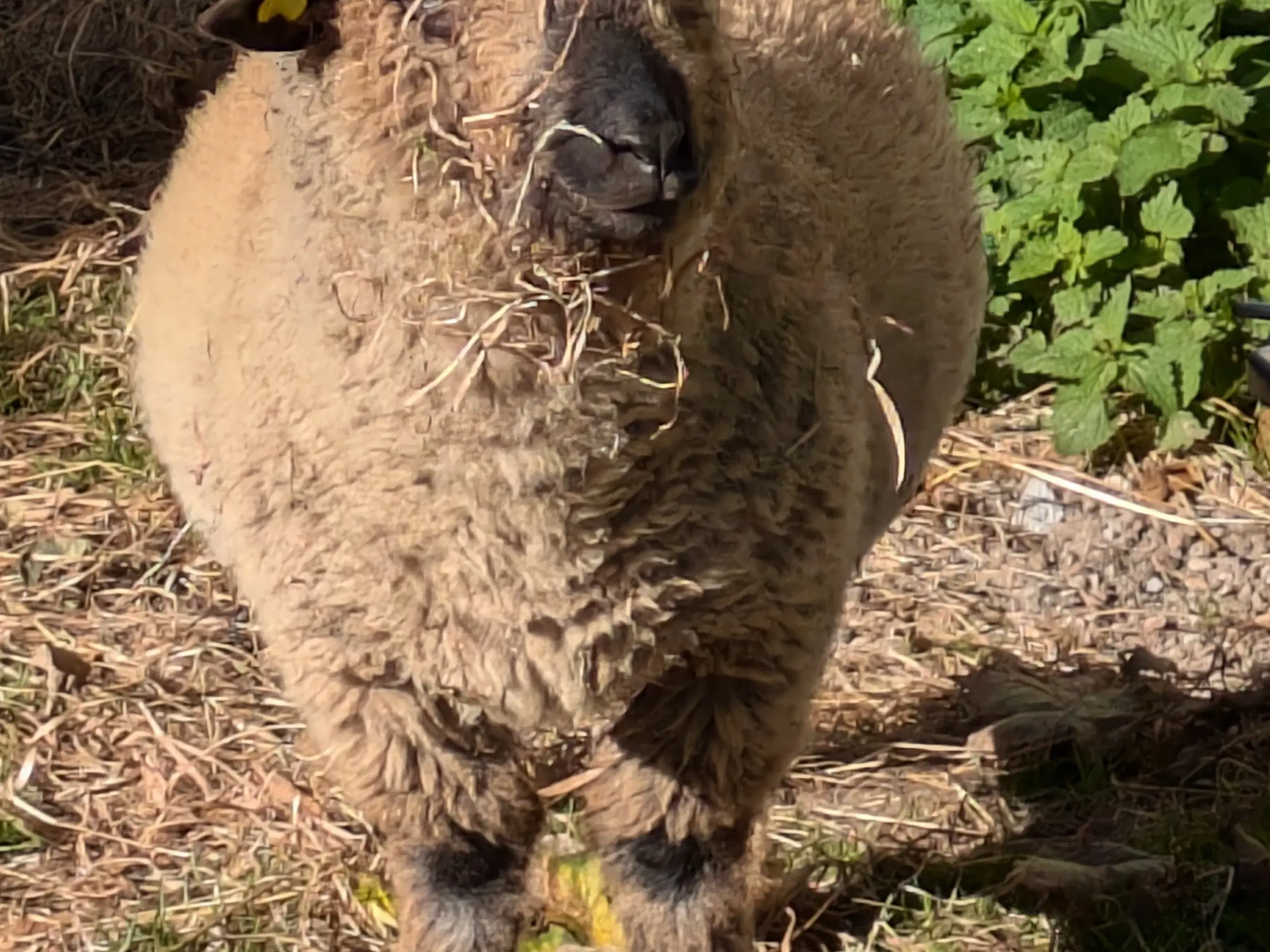 Shropshire vædderlam